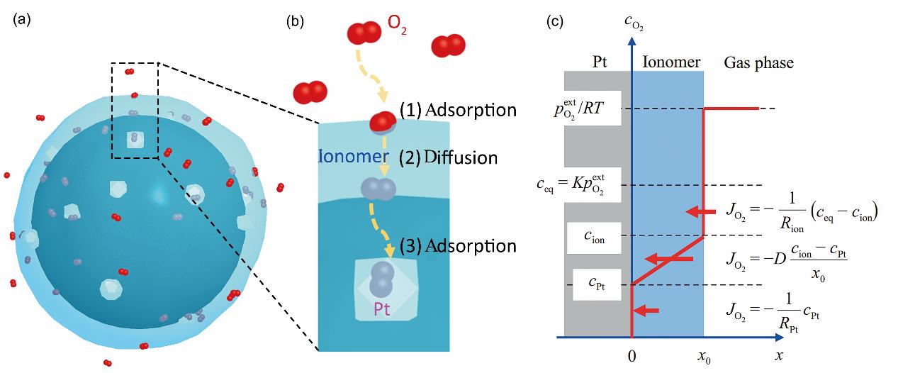 局域氧气传质,浓度变化示意图