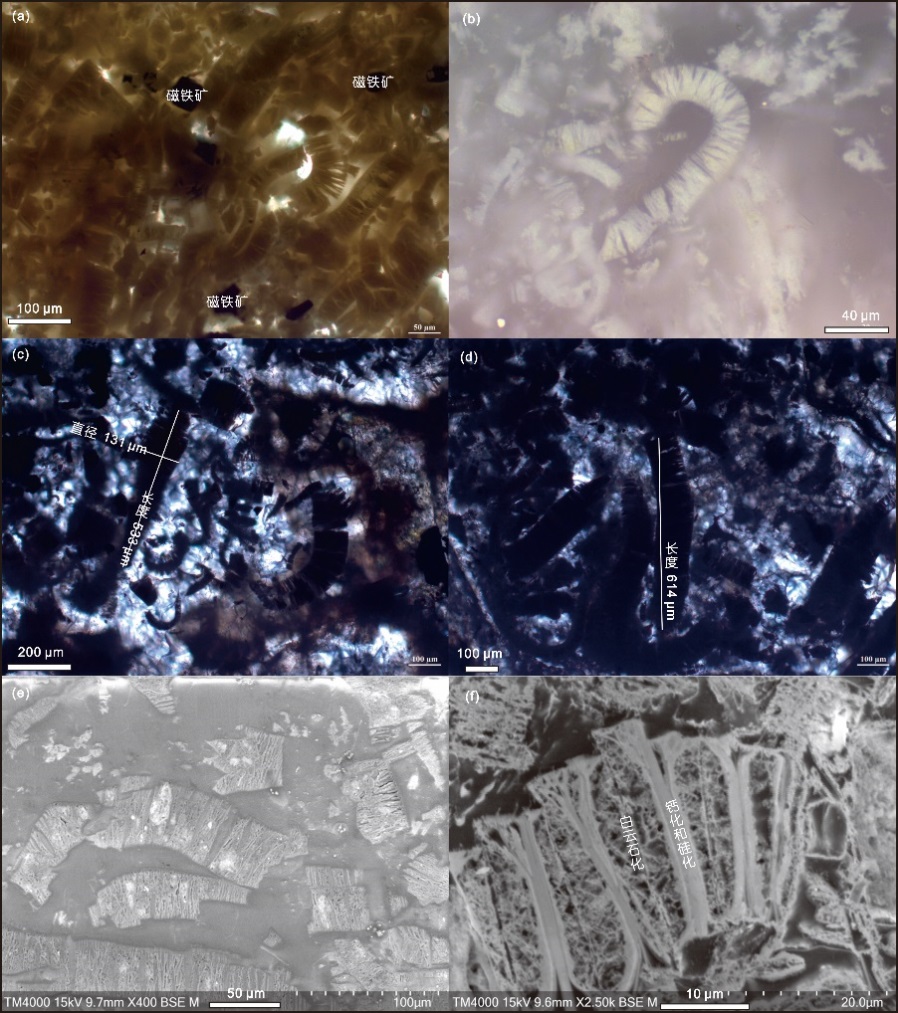 蓝细菌,白云石,空间关系