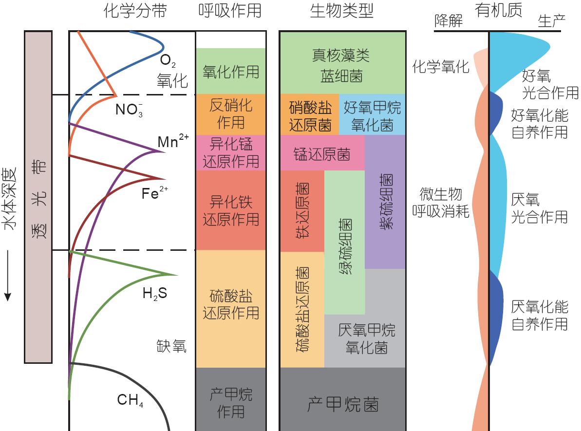 化学分带,微生物类型,碳循环
