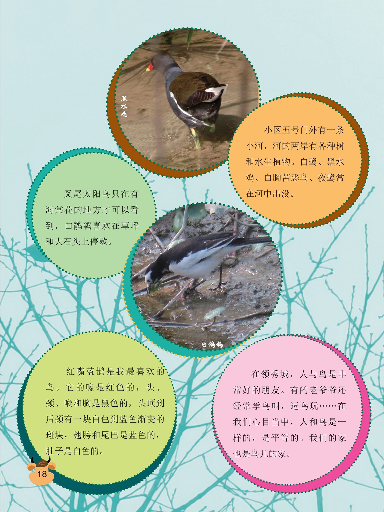 叉尾太阳鸟只在有海棠花的地方,人与鸟是非常好的朋友