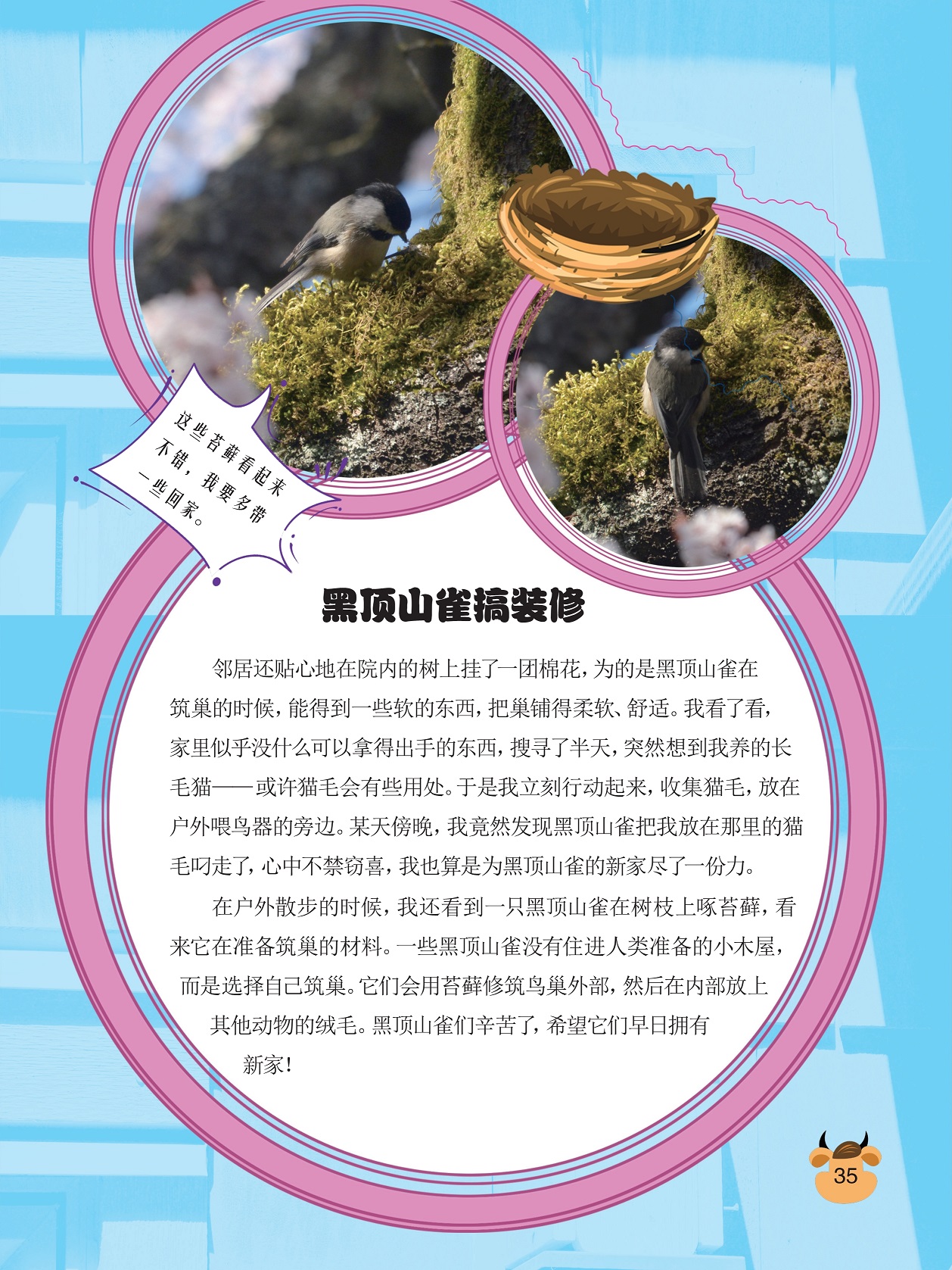黑顶山雀搞装修,黑顶山雀在树枝上啄苔藓