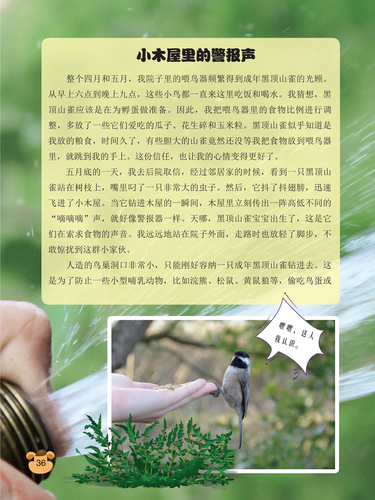 小木屋里的警报声,喂鸟器频繁得到成年黑顶山雀的光顾