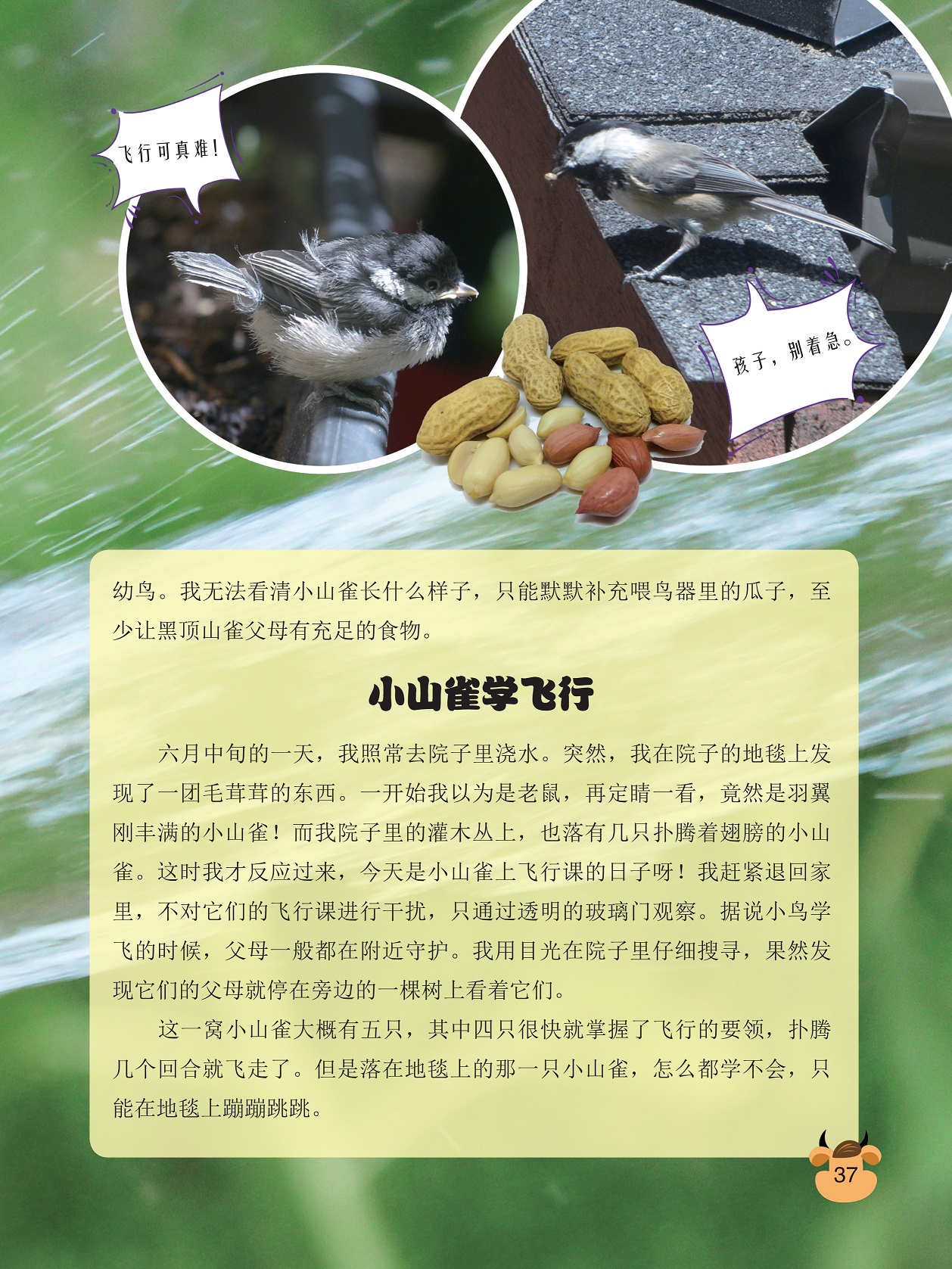 小山雀学飞行,掌握飞行的要领