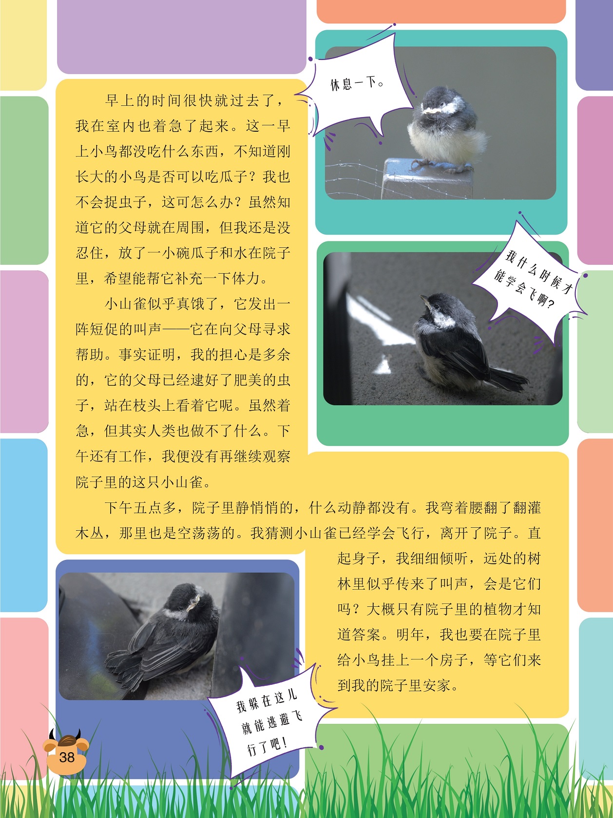 向父母寻求帮助,继续观察小山雀