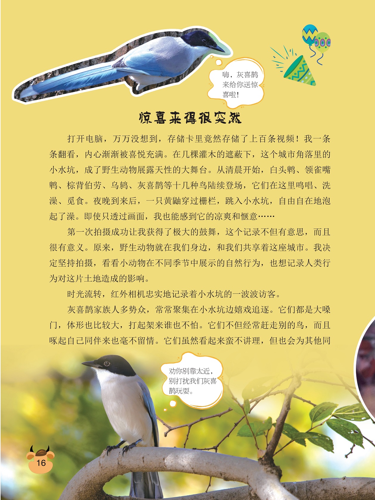 野生动物展露天性的大舞台,小水坑的一波波访客 野生动物展露天性的大舞台,小水坑的一波波访客