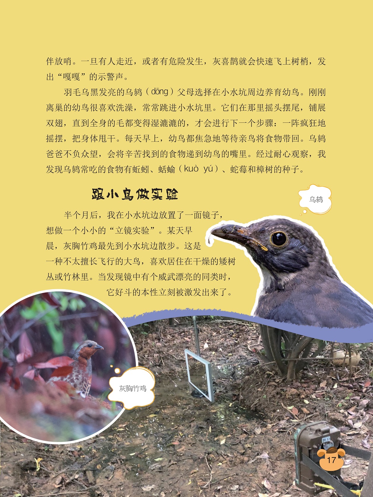 羽毛乌黑发亮的乌鸫,跟小鸟做实验 羽毛乌黑发亮的乌鸫,跟小鸟做实验