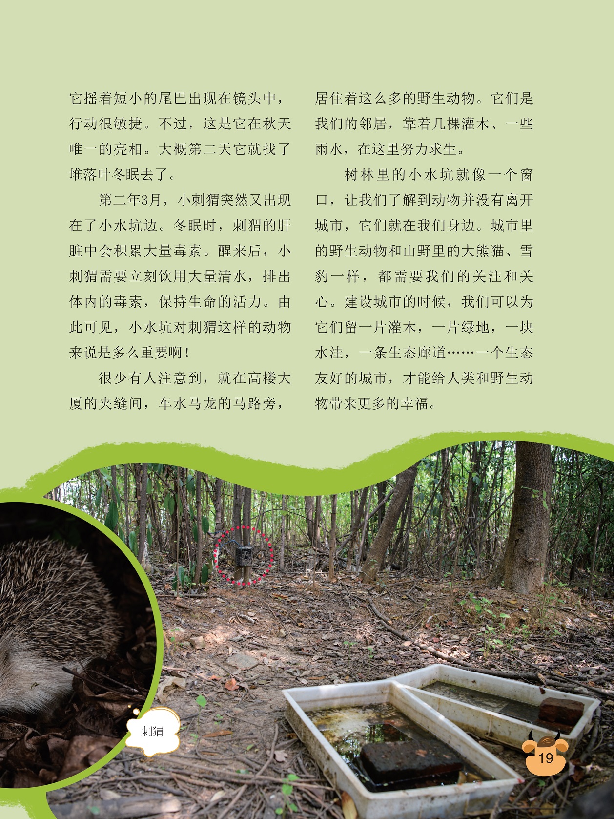 刺猬的肝脏中会积累大量毒素,树林里的小水坑 刺猬的肝脏中会积累大量毒素,树林里的小水坑