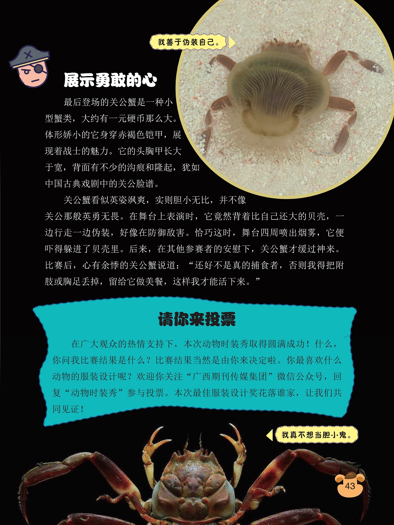 展示勇敢的心,关公蟹胆小无比