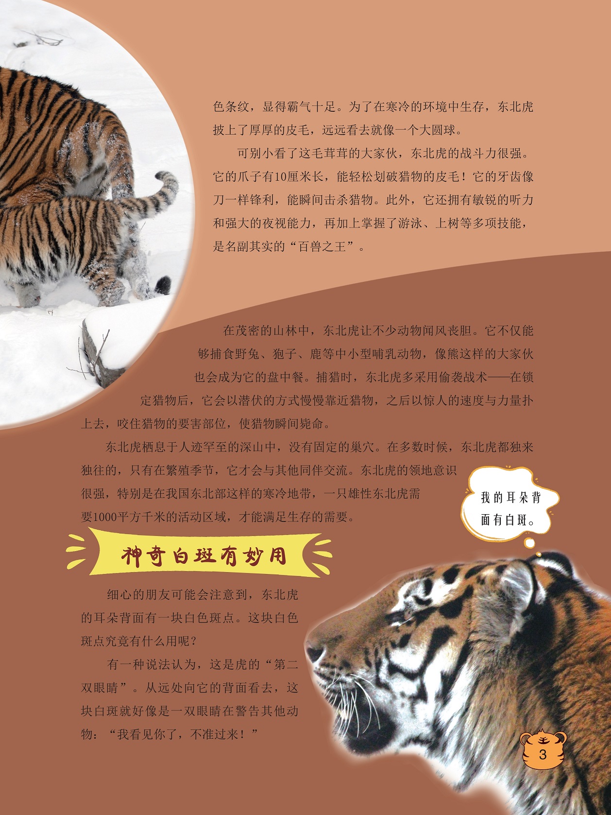 东北虎让不少动物闻风丧胆,神奇白斑有妙用