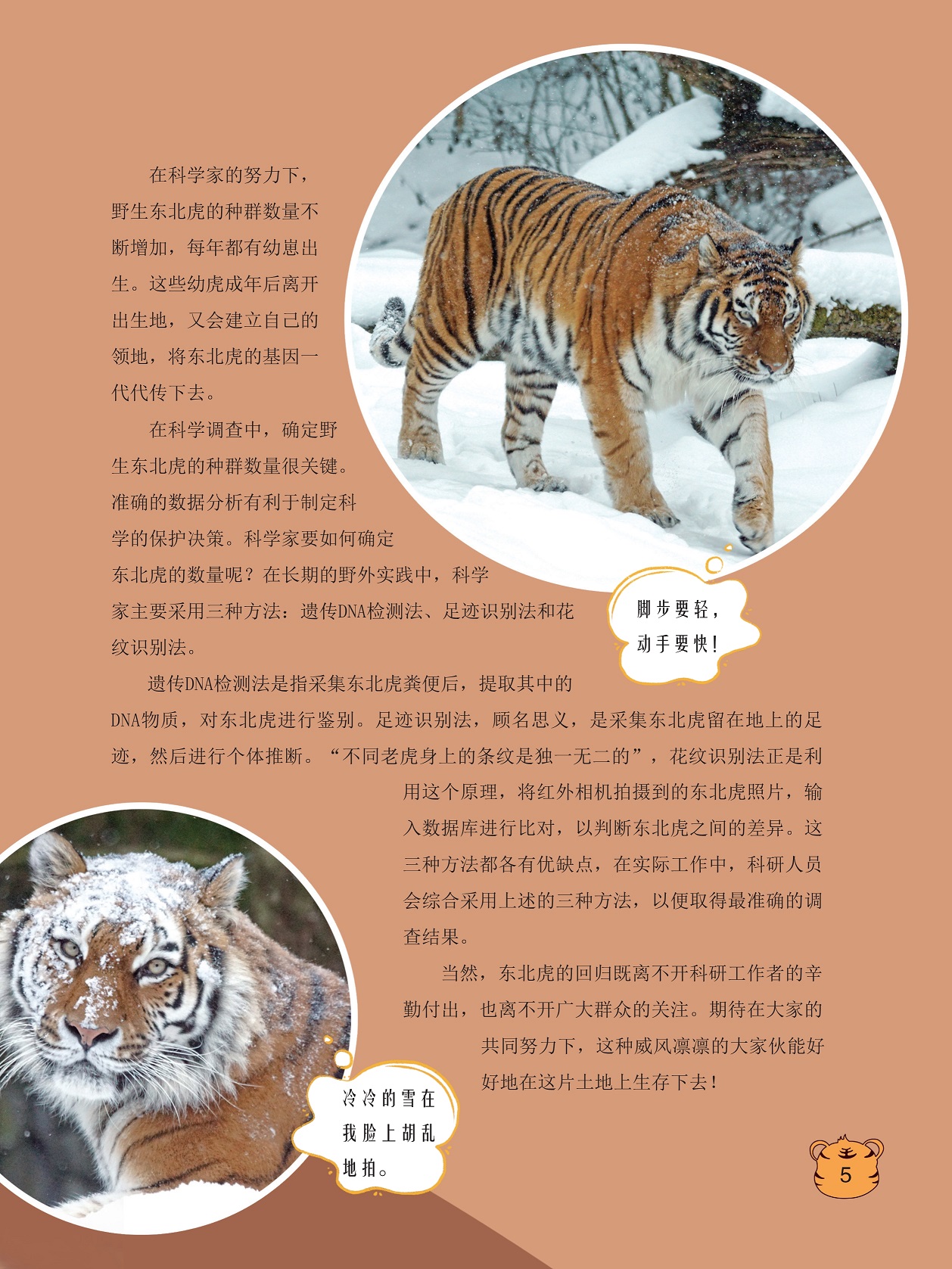 野生东北虎的种群数量不断增加,遗传DNA检测法