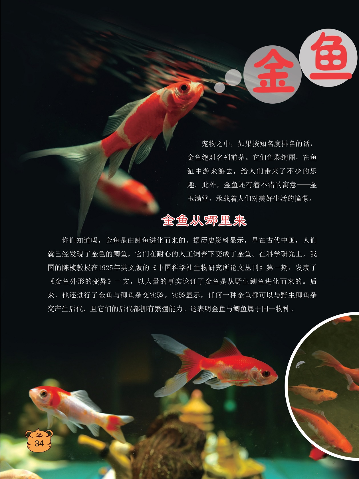 金鱼是由鲫鱼进化而来的,金鱼与鲫鱼属于同一物种