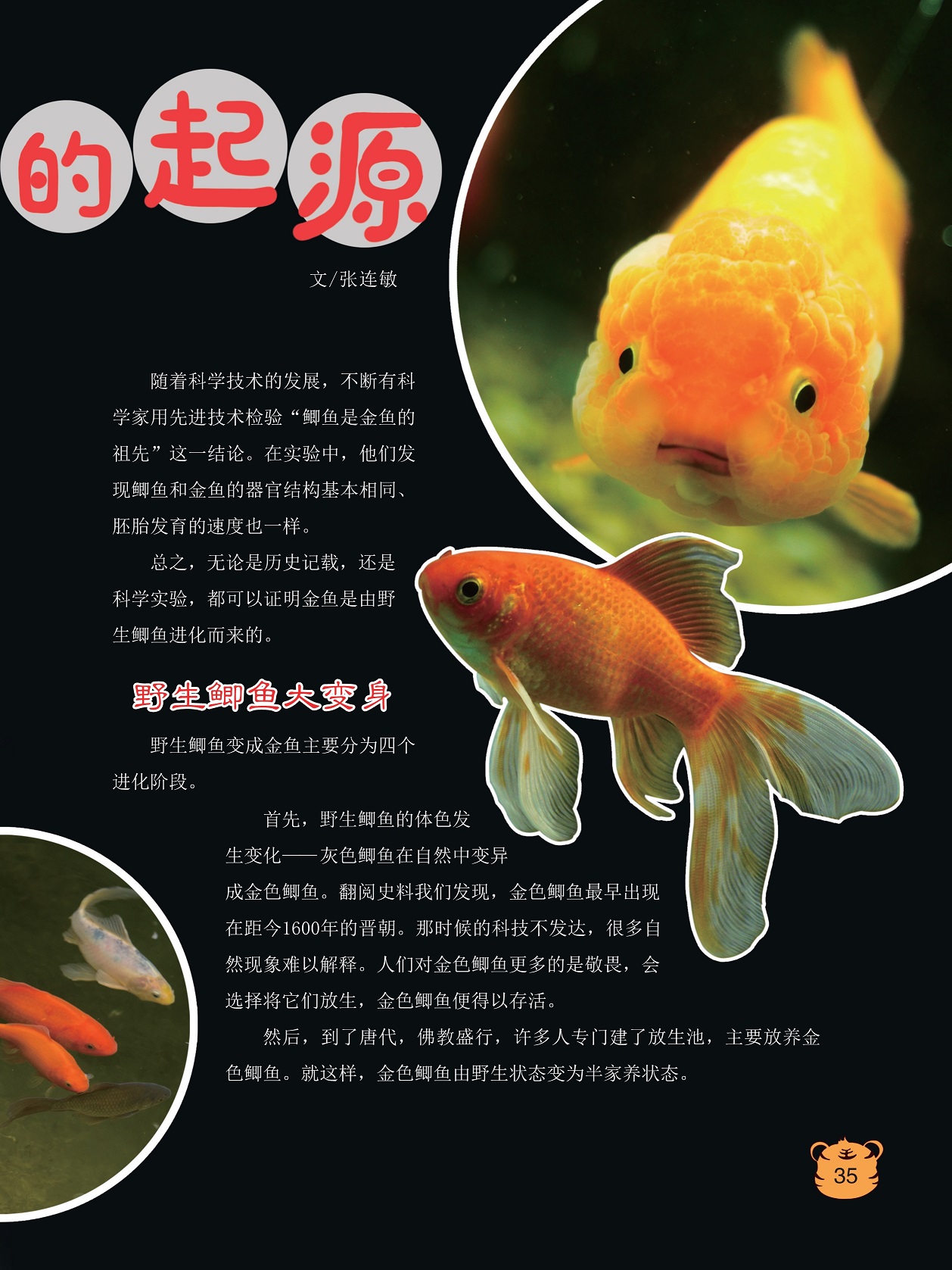 鲫鱼和金鱼的器官结构基本相同,金色鲫鱼由野生状态变为半家养状态