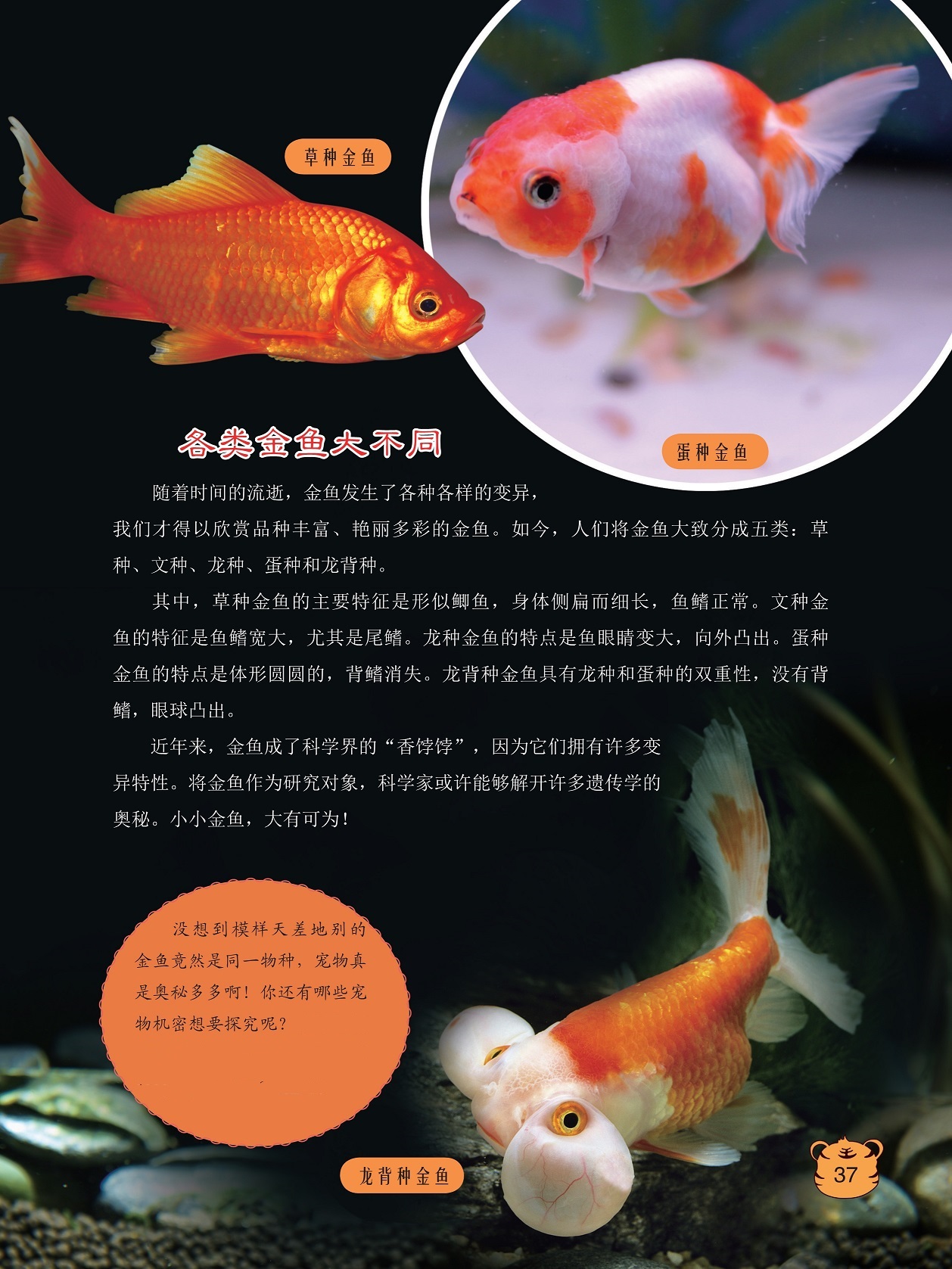 各类金鱼大不同,金鱼成了科学界的“香饽饽”