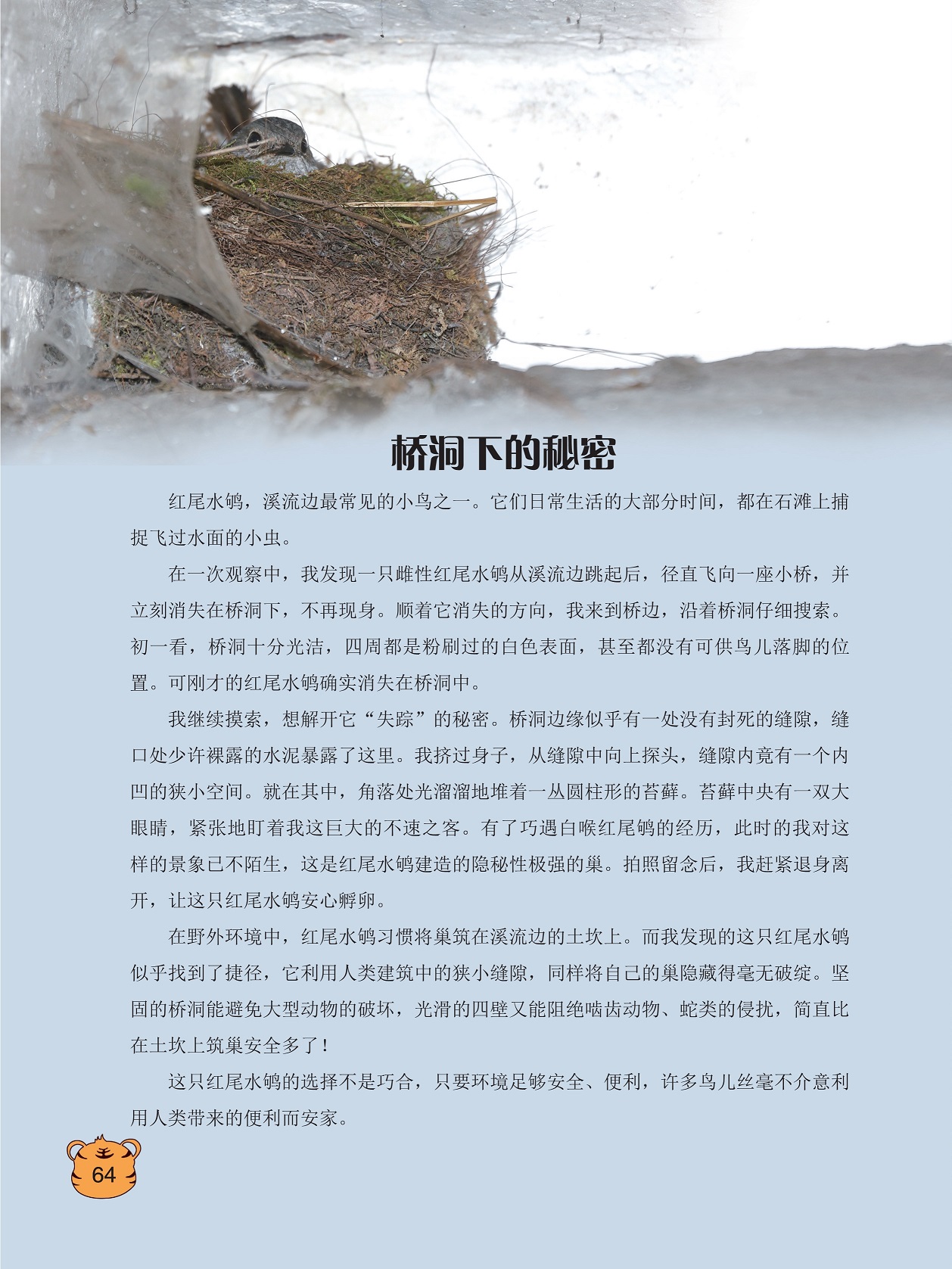 红尾水鸲是溪流边最常见的小鸟之一,红尾水鸲习惯将巢筑在溪流边的土坎上