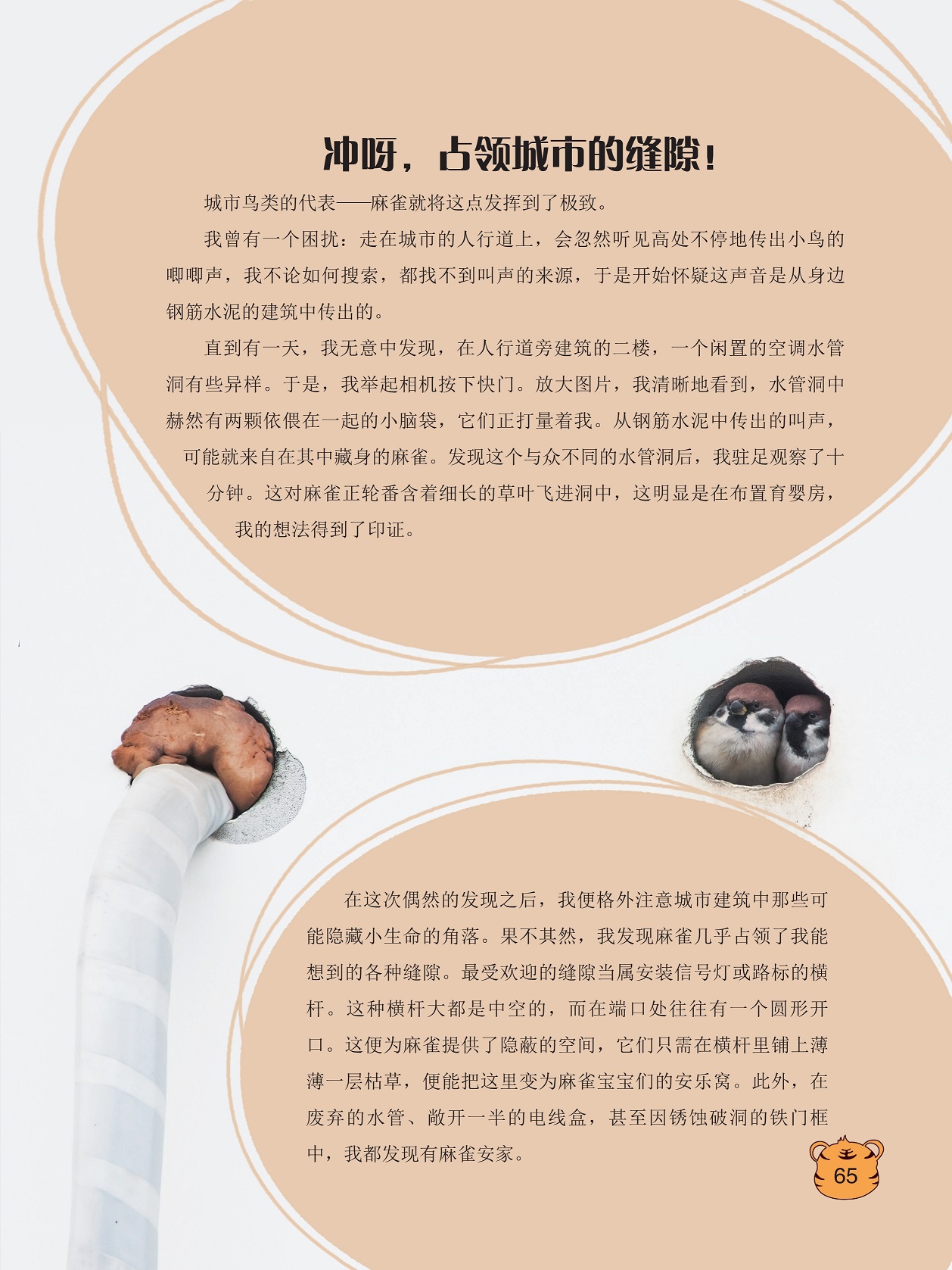 城市鸟类的代表麻雀,最受欢迎的缝隙当属安装信号灯或路标的横杆