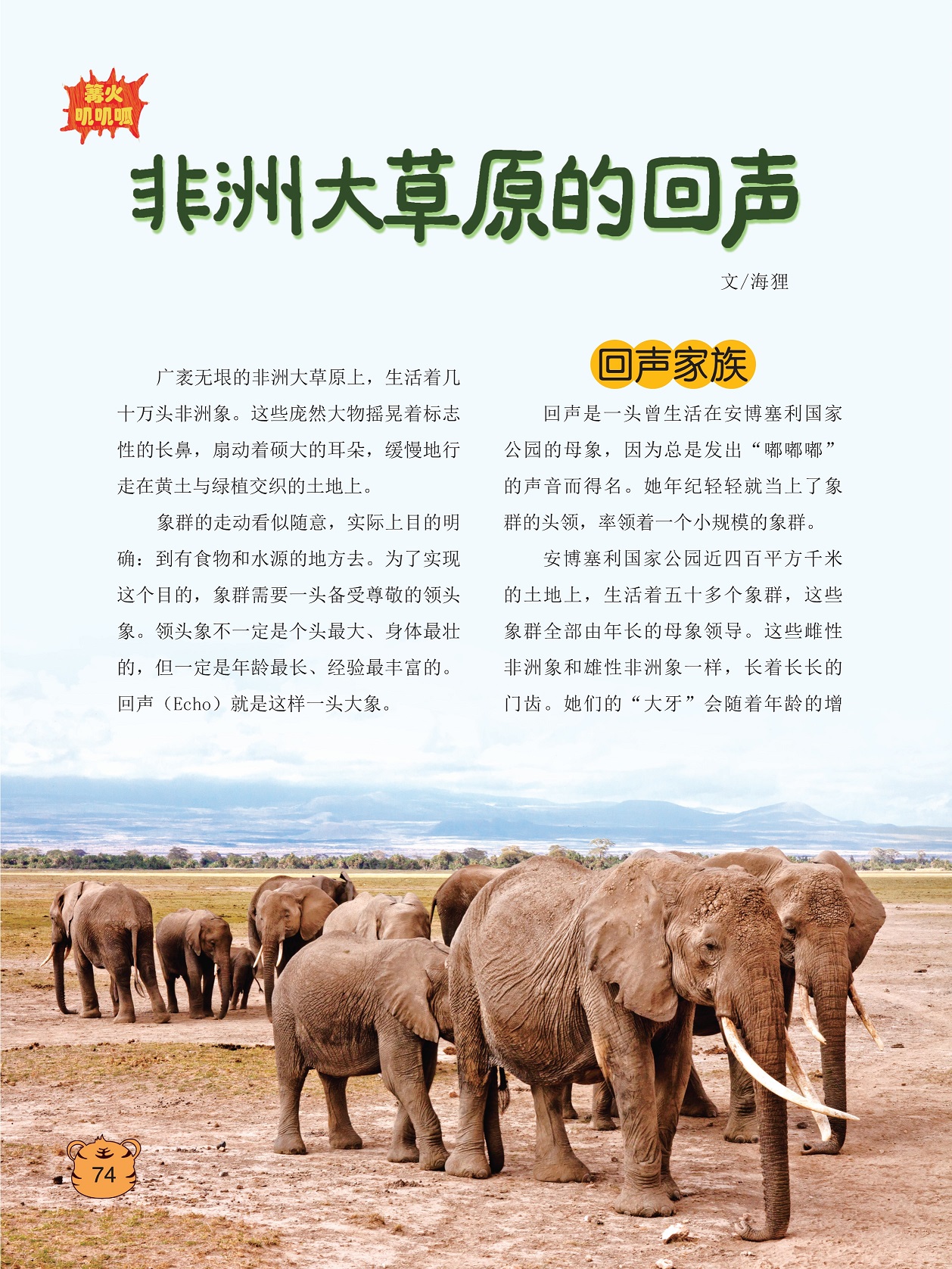 非洲大草原上生活着几十万头非洲象,回声是一头曾生活在安博塞利国家公园的母象