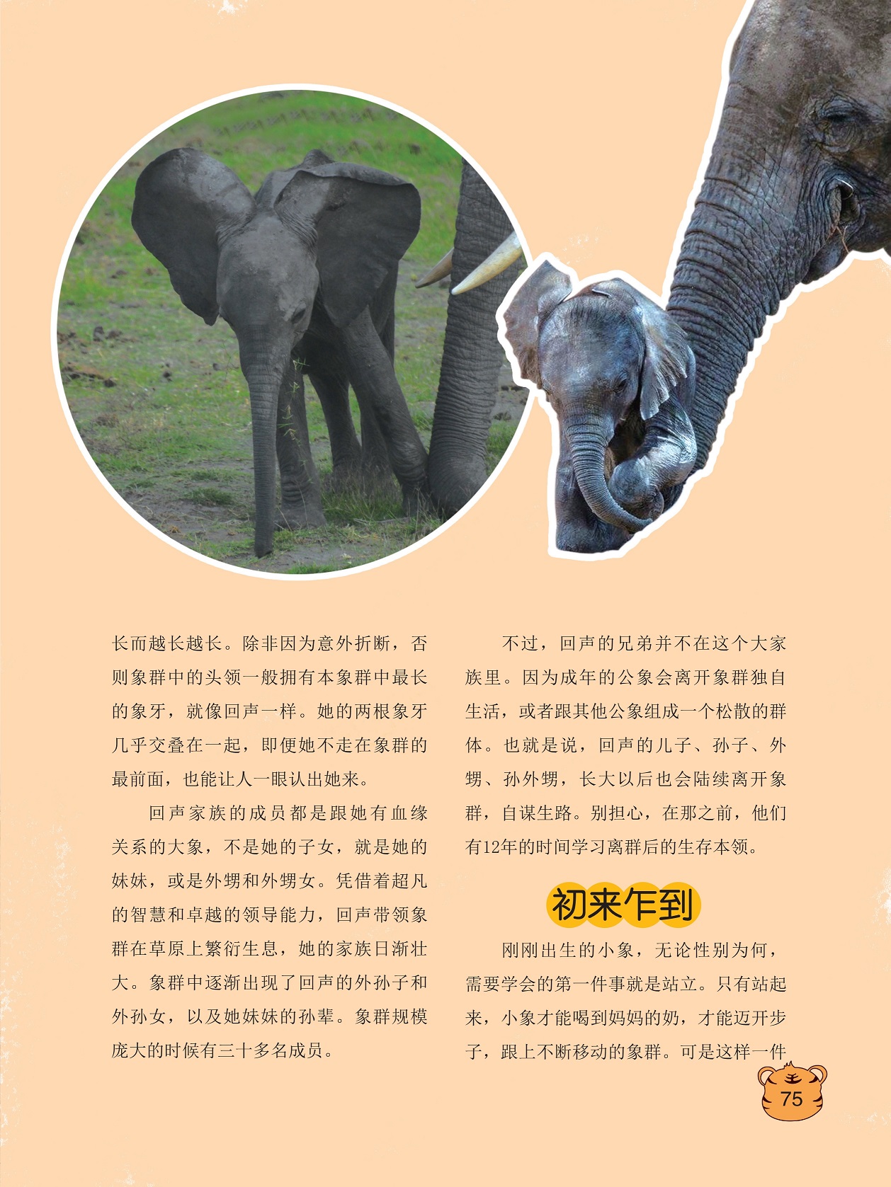 成年的公象会离开象群独自生活,小象需要学会的第一件事就是站立