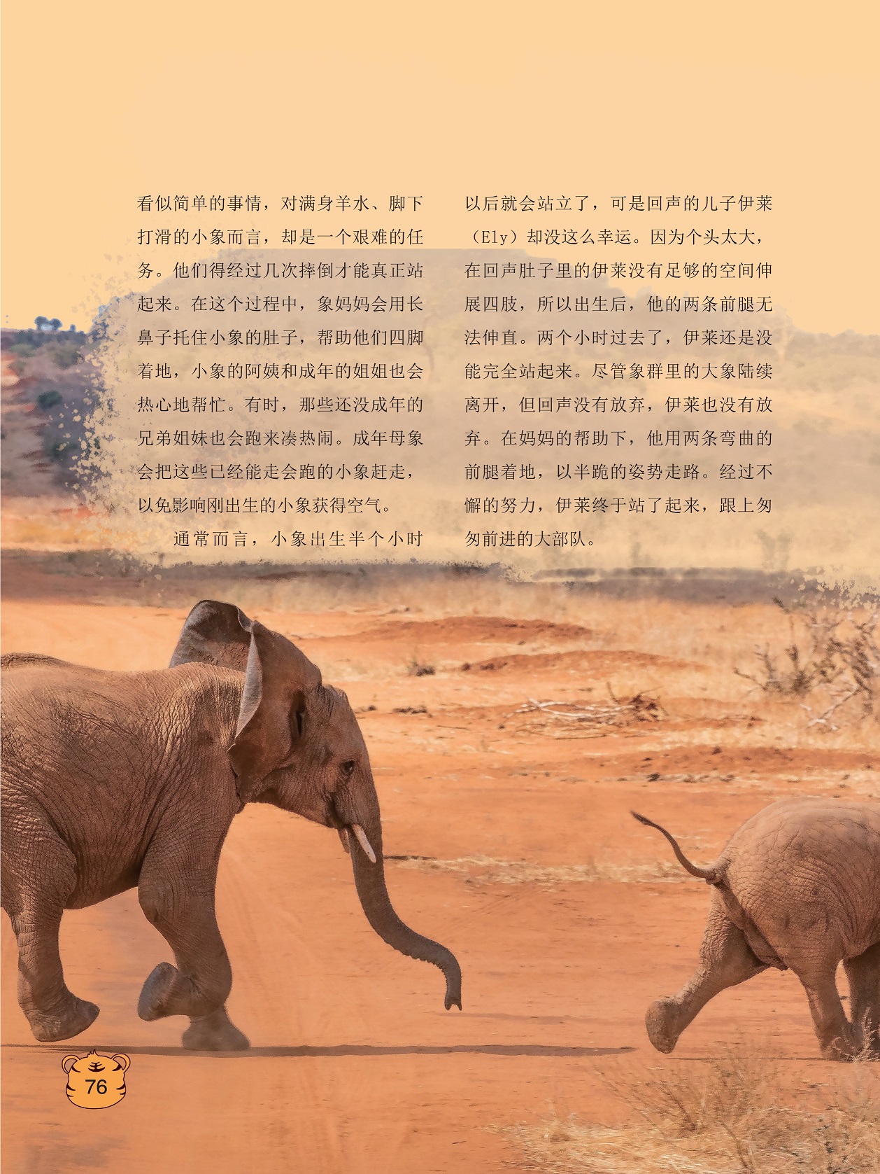 小象出生半个小时以后就会站立了,象群里的大象陆续离开