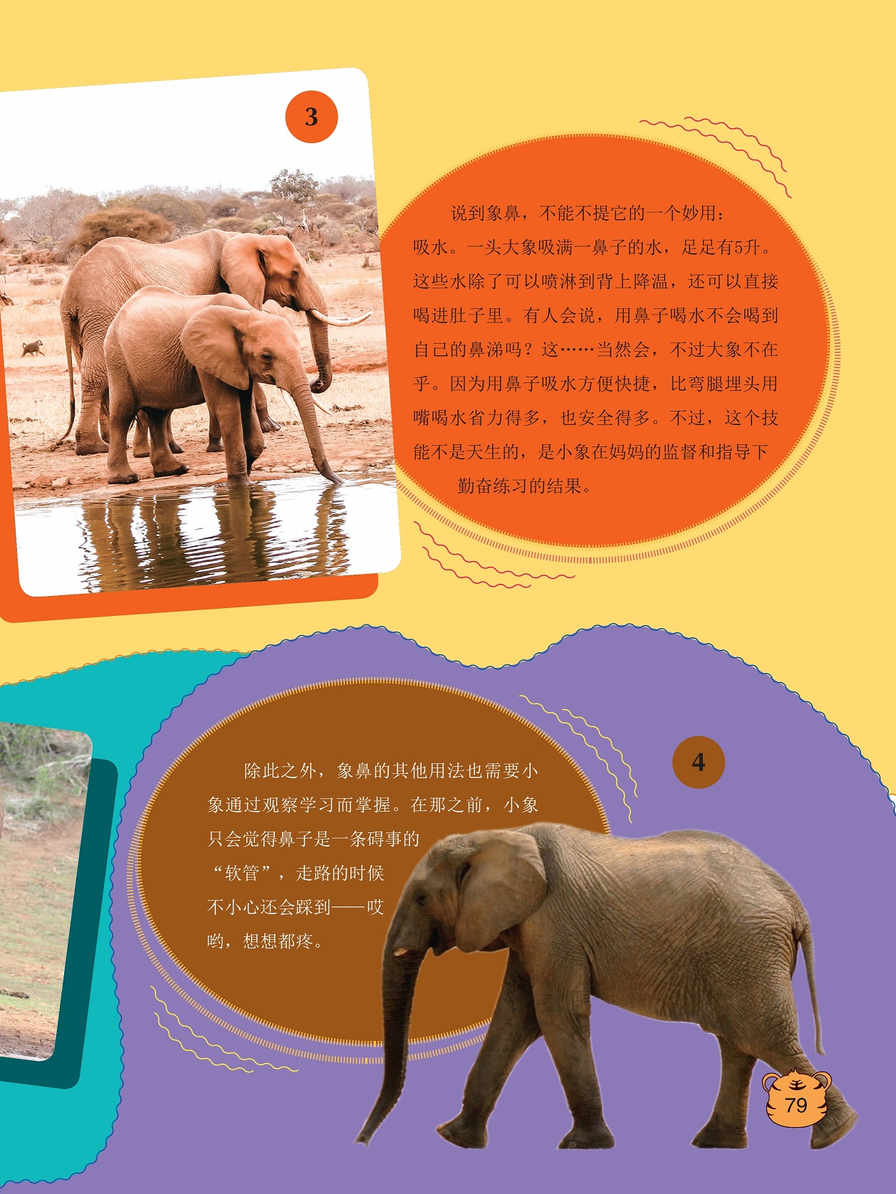 用鼻子吸水方便快捷,象鼻的其他用法需要小象通过观察学习而掌握