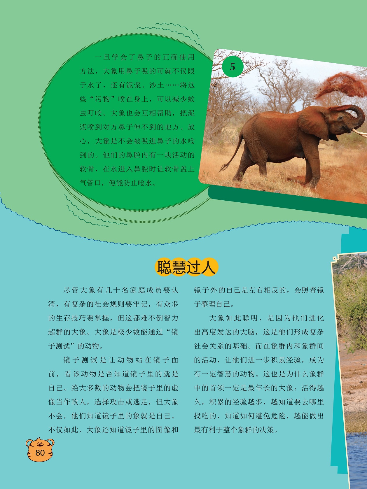 大象是不会被吸进鼻子的水呛到的,做出最有利于整个象群的决策