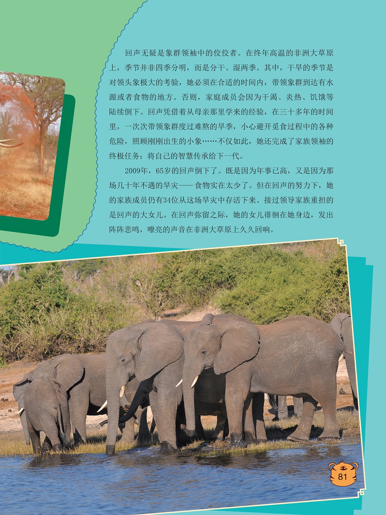 回声是象群领袖中的佼佼者,嘹亮的声音在非洲大草原上久久回响