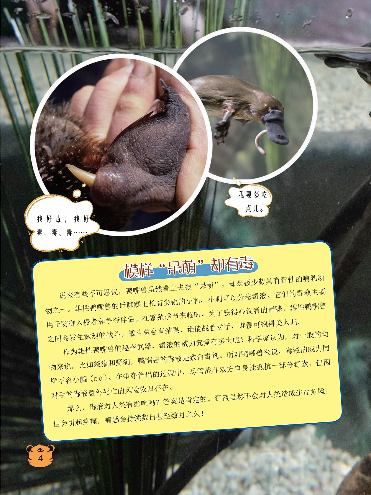 模样“呆萌”却有毒,毒液是雄性鸭嘴兽的秘密武器