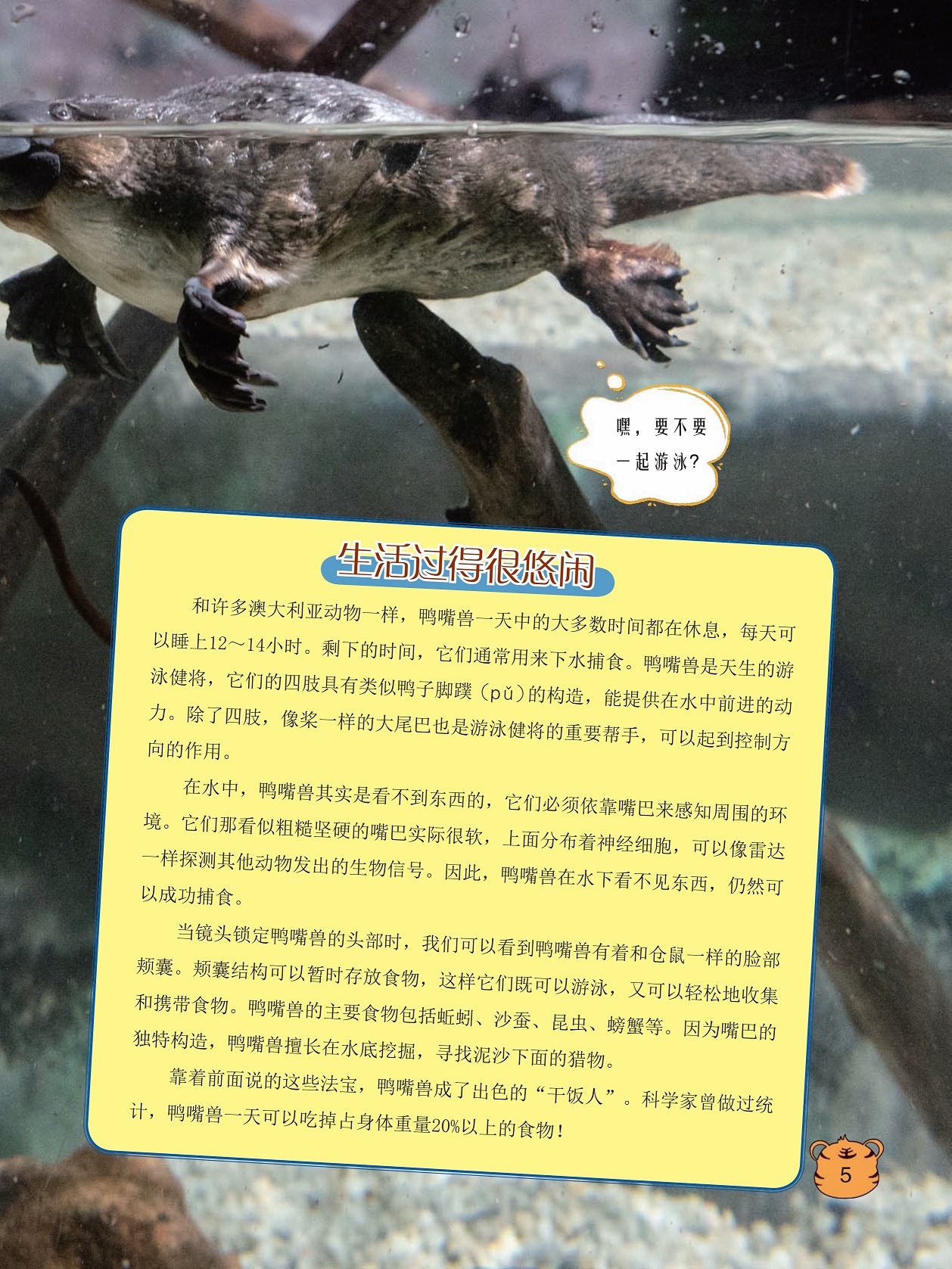 鸭嘴兽生活过得很悠闲,在水中鸭嘴兽其实是看不到东西的