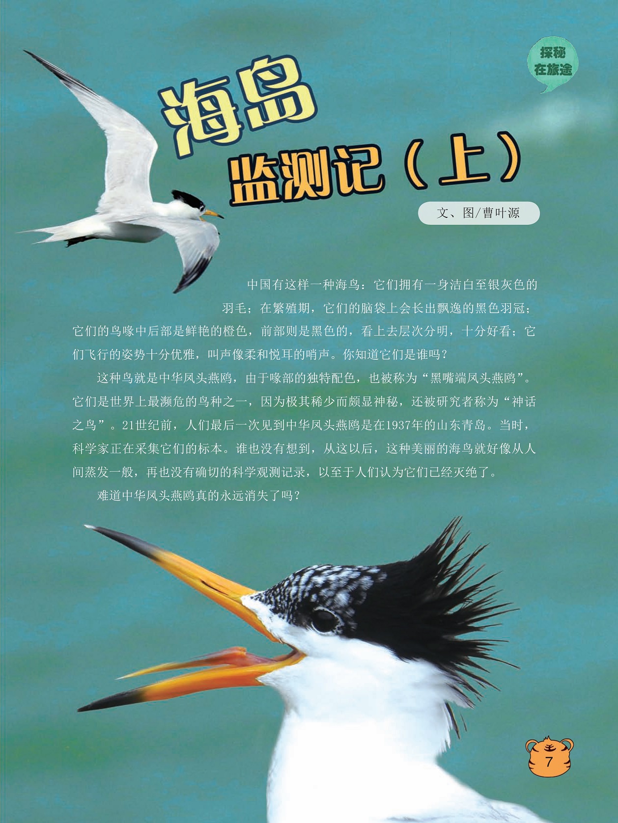 世界上最濒危的鸟种之一,没有确切的科学观测记录 世界上最濒危的鸟种之一,没有确切的科学观测记录