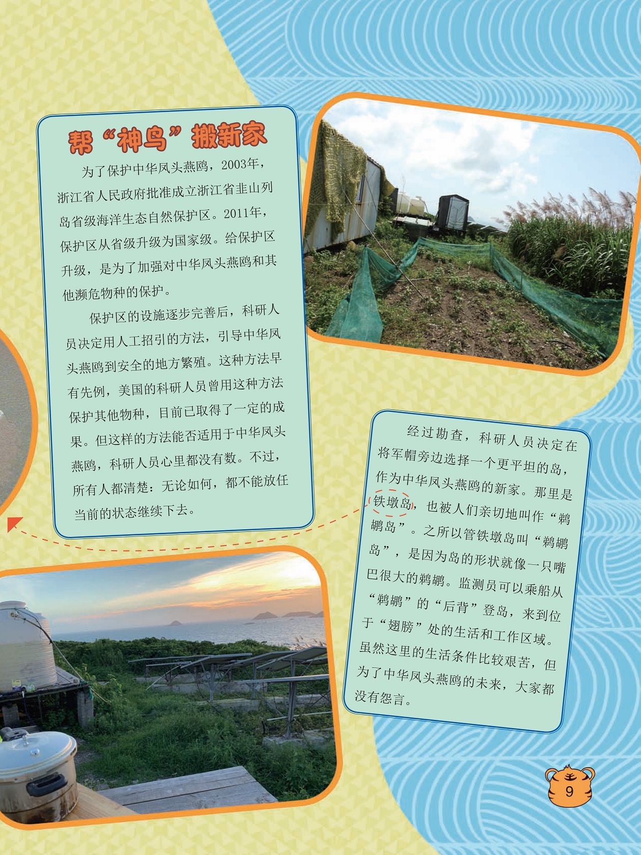 保护中华凤头燕鸥,中华凤头燕鸥的未来 保护中华凤头燕鸥,中华凤头燕鸥的未来