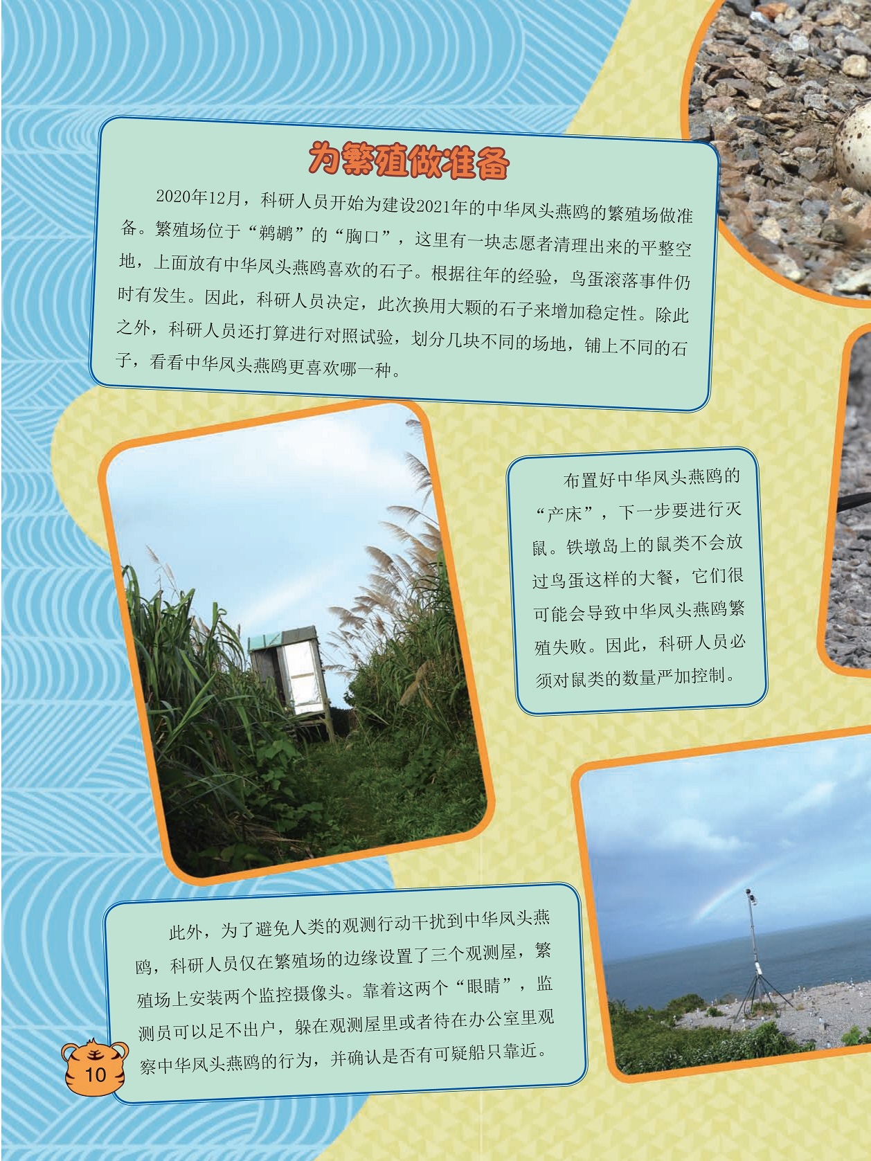 为中华凤头燕鸥繁殖做准备,避免人类的观测行动干扰到中华凤头燕鸥 为中华凤头燕鸥繁殖做准备,避免人类的观测行动干扰到中华凤头燕鸥