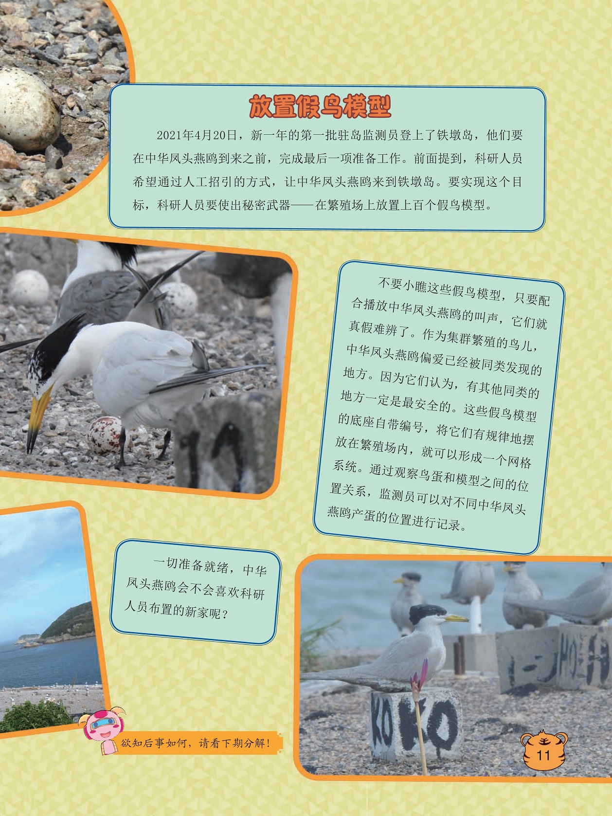 第一批驻岛监测员登上了铁墩岛,观察鸟蛋和模型之间的位置关系 第一批驻岛监测员登上了铁墩岛,观察鸟蛋和模型之间的位置关系