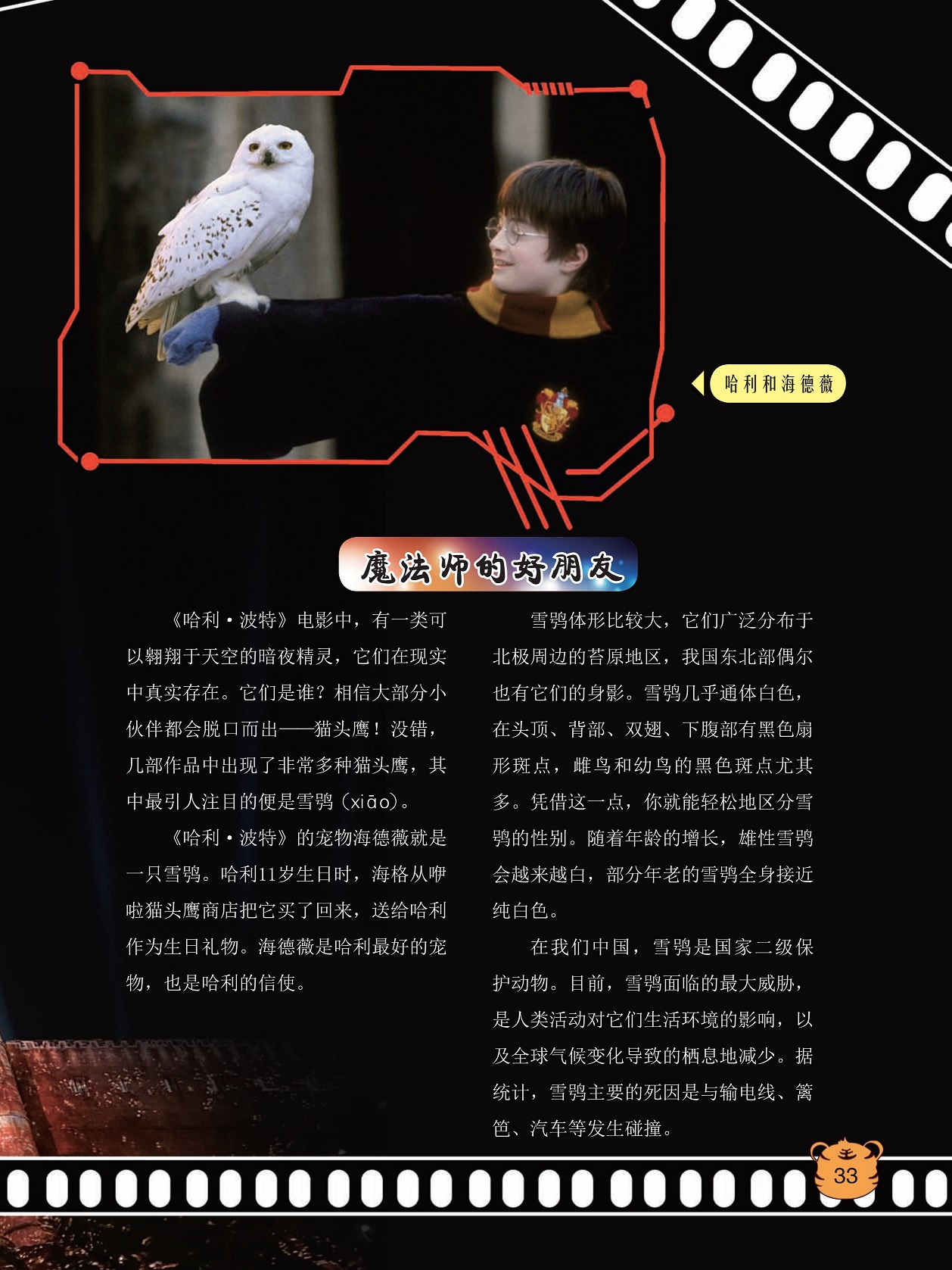 魔法师的好朋友,雪鸮广泛分布于北极周边的苔原地区