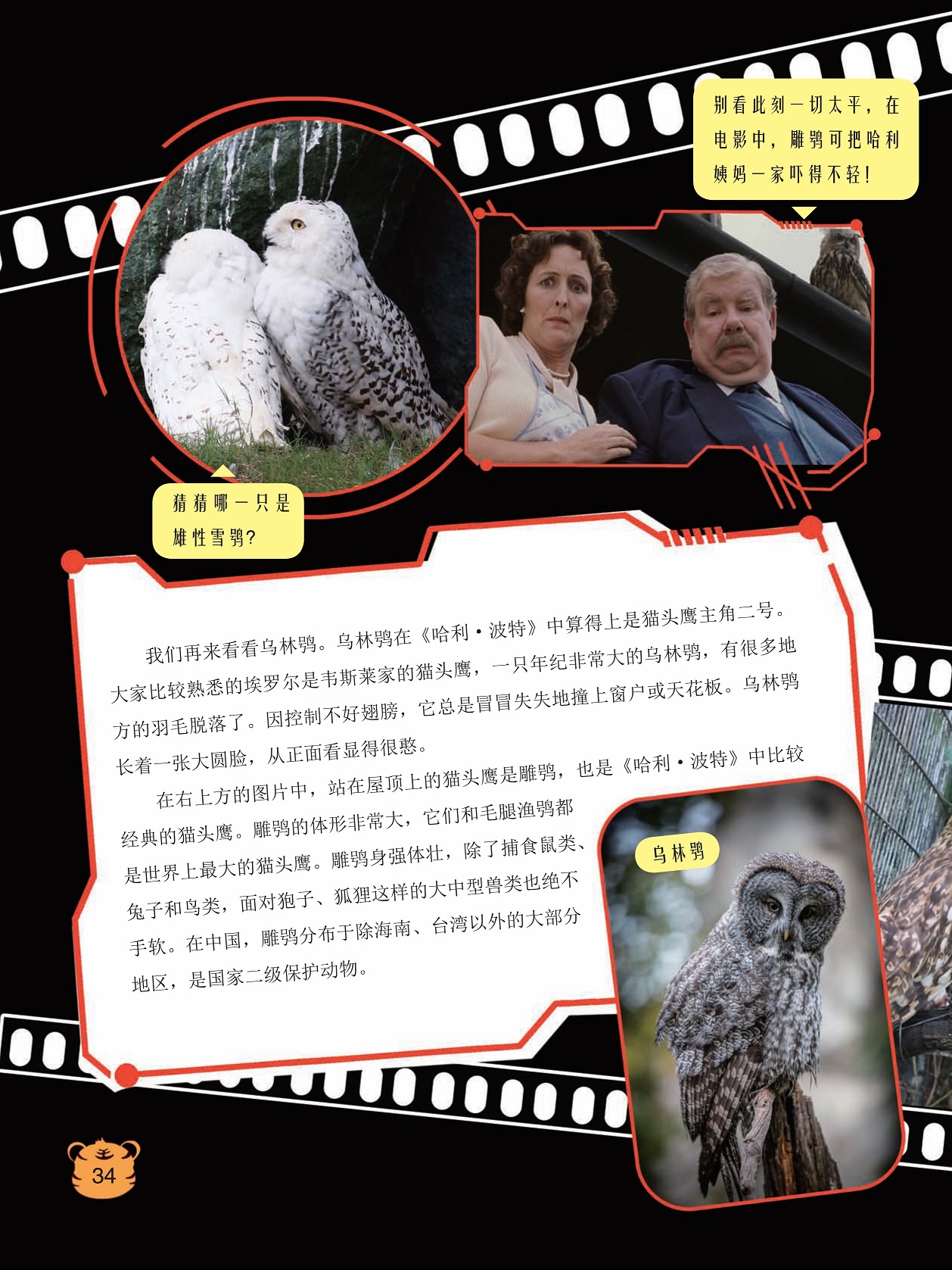 乌林鸮在《哈利·波特》中算得上是猫头鹰主角二号,雕鸮是国家二级保护动物