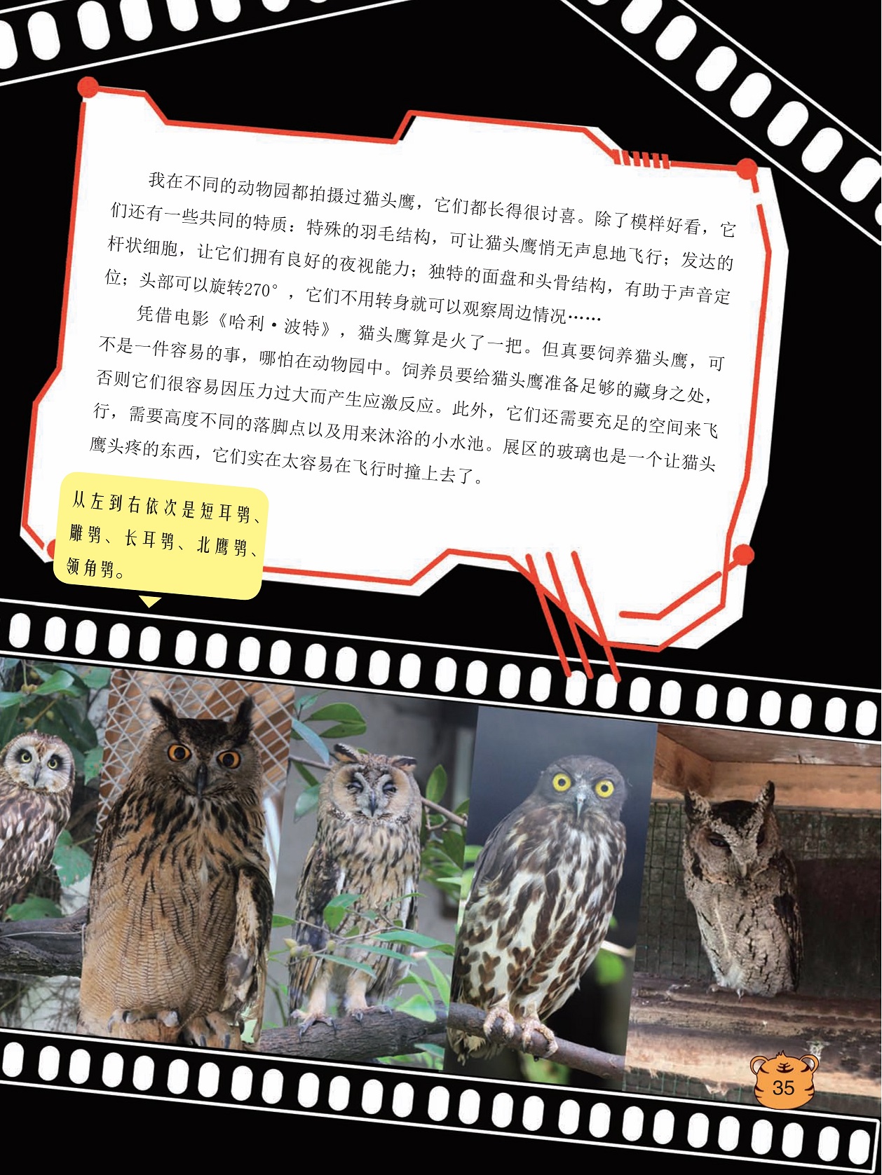 在不同的动物园拍摄猫头鹰,饲养员要给猫头鹰准备足够的藏身之处