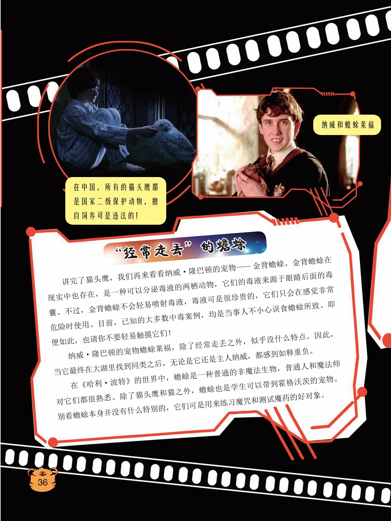 在中国所有的猫头鹰都是国家二级保护动物,金背蟾蜍可以分泌毒液