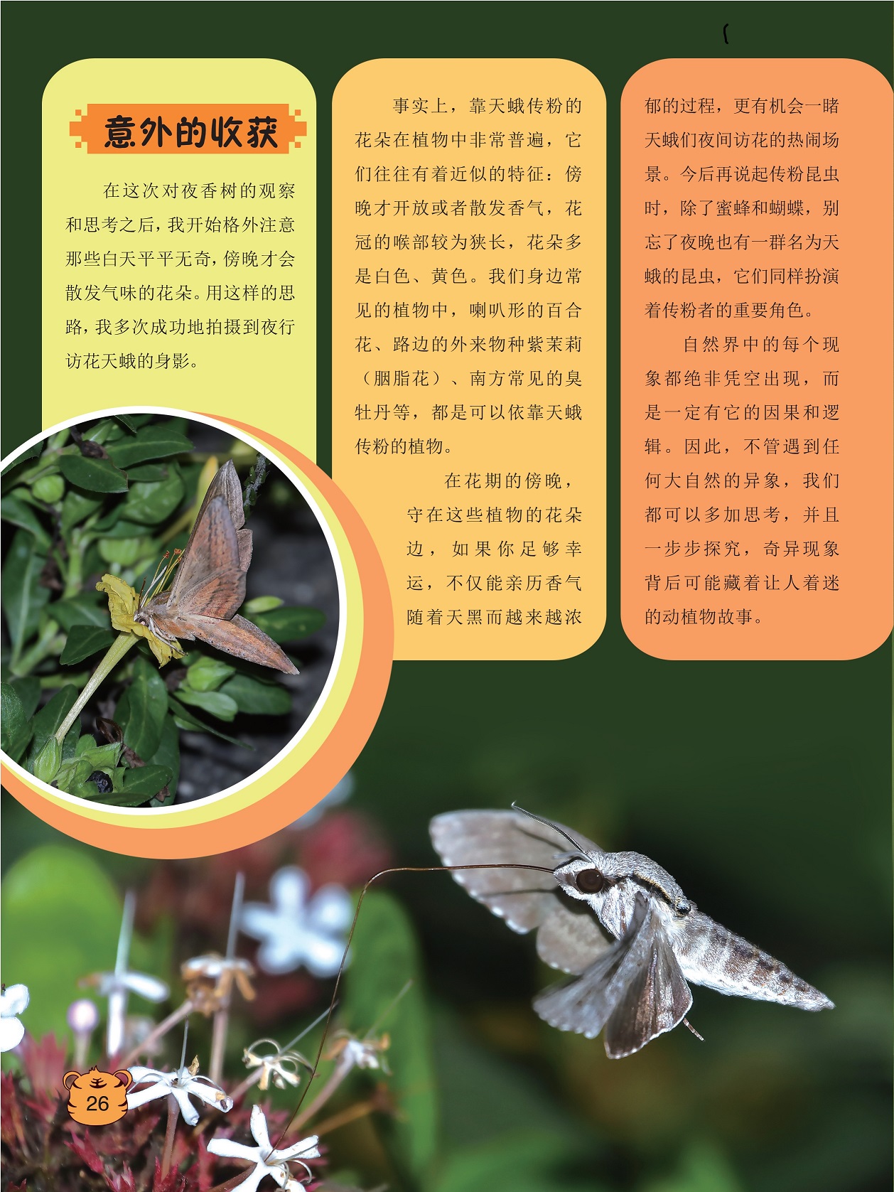 对夜香树的观察和思考,靠天蛾传粉的花朵在植物中非常普遍