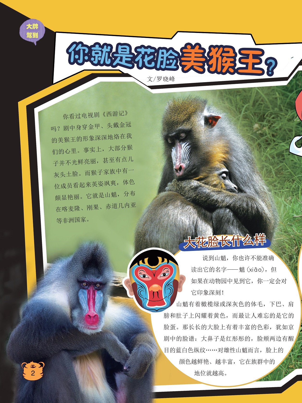 山魈分布在非洲国家,山魈有着橄榄绿或深灰色的体毛