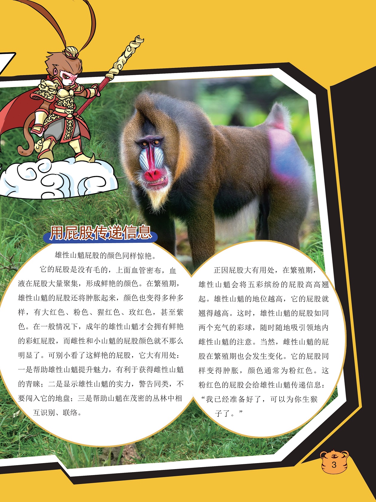 用屁股传递信息,雌性山魈的屁股在繁殖期也会发生变化