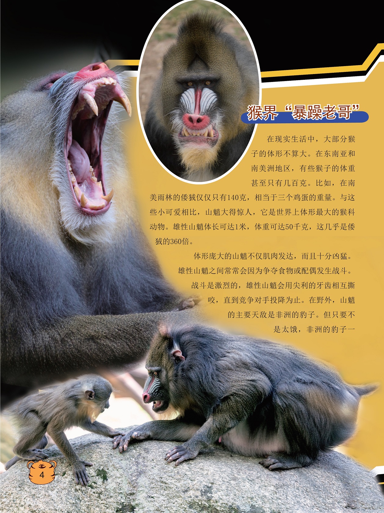 世界上体形最大的猴科动物,山魈的主要天敌是非洲的豹子