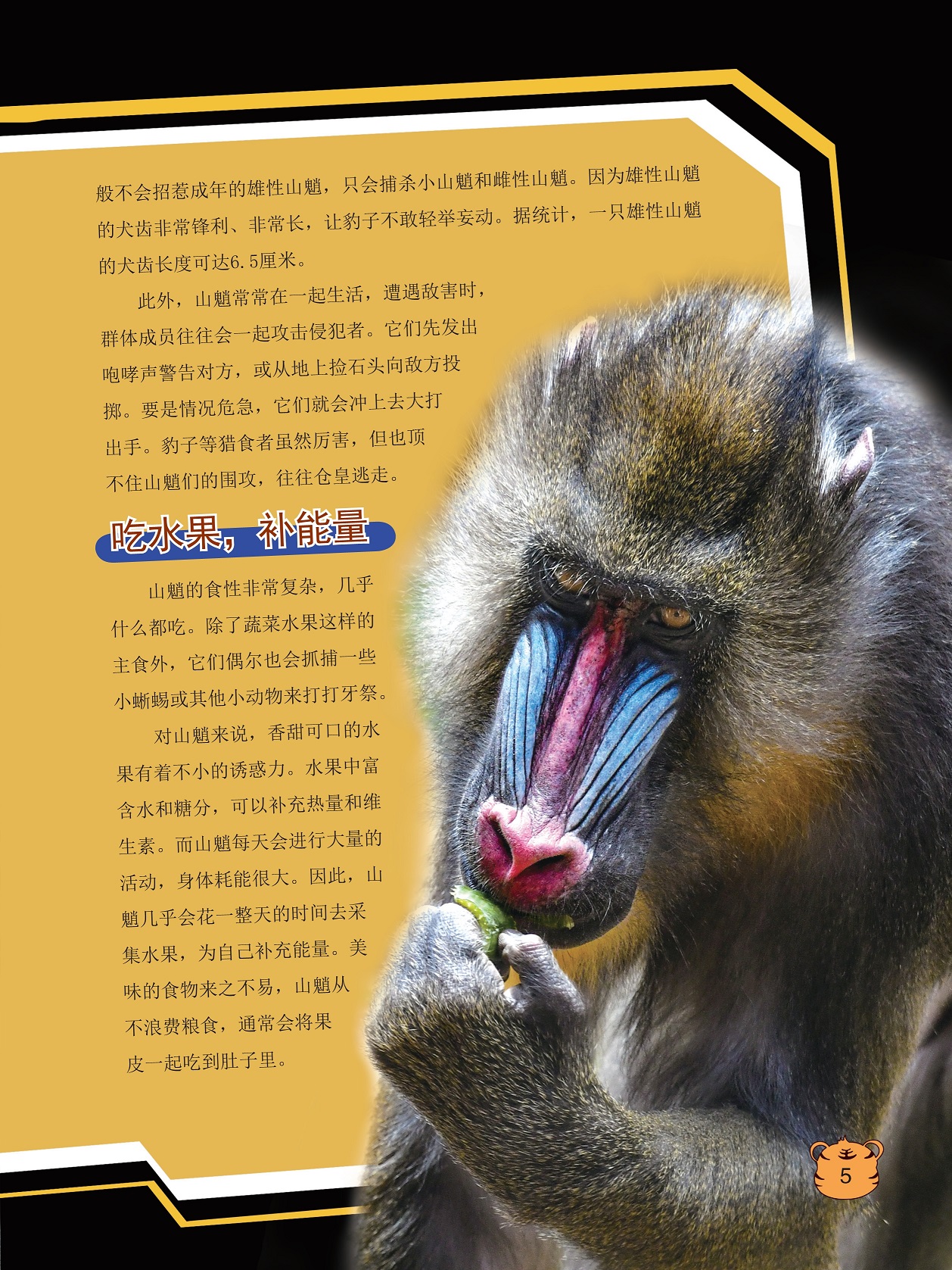 山魈的食性非常复杂,山魈每天会进行大量的活动