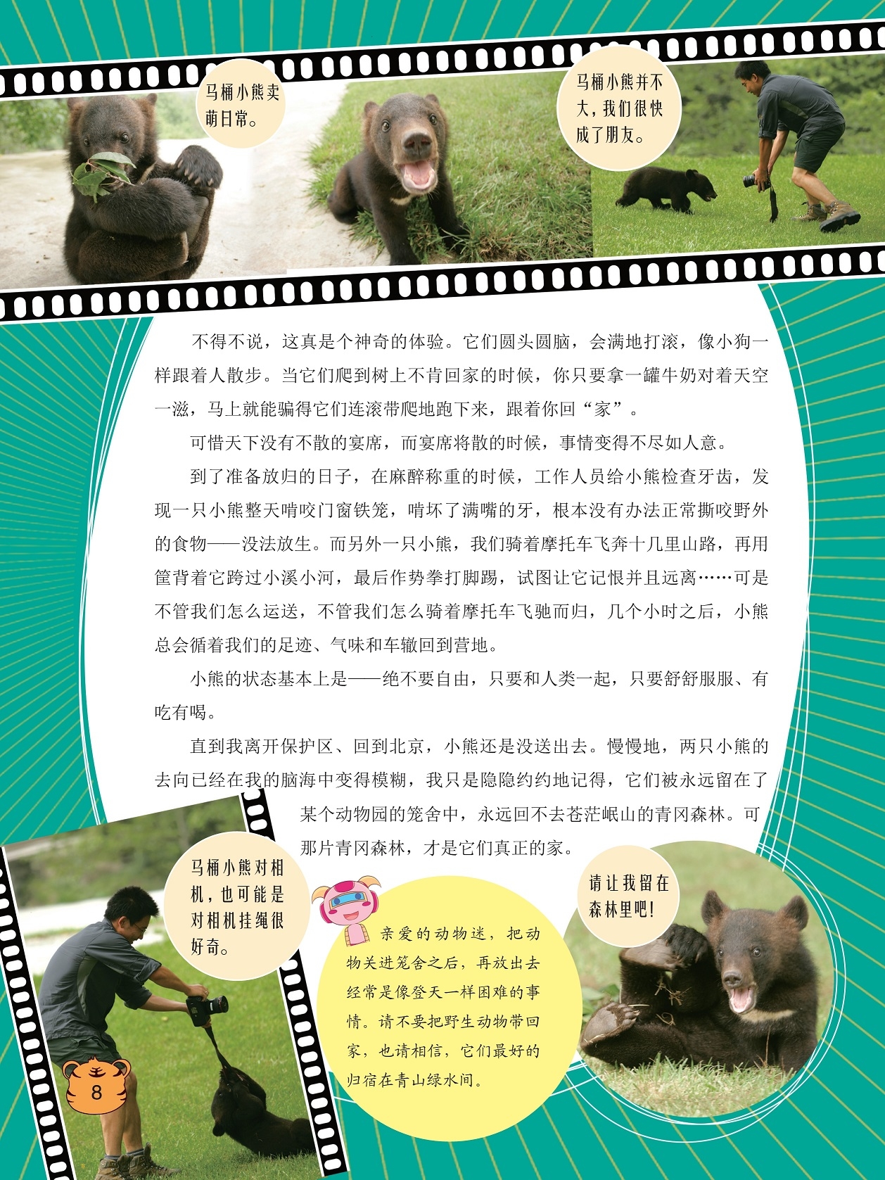 工作人员给小熊检查牙齿,苍茫岷山的青冈森林