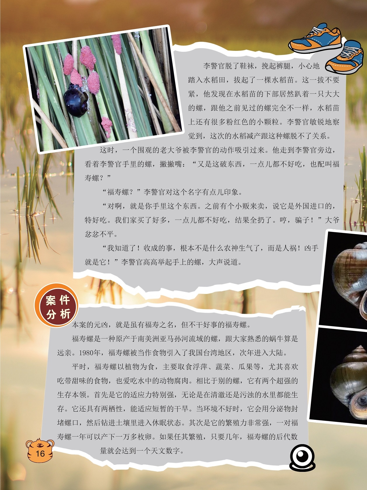 水稻减产跟螺脱不了关系,福寿螺是一种原产于南美洲亚马孙河流域的螺