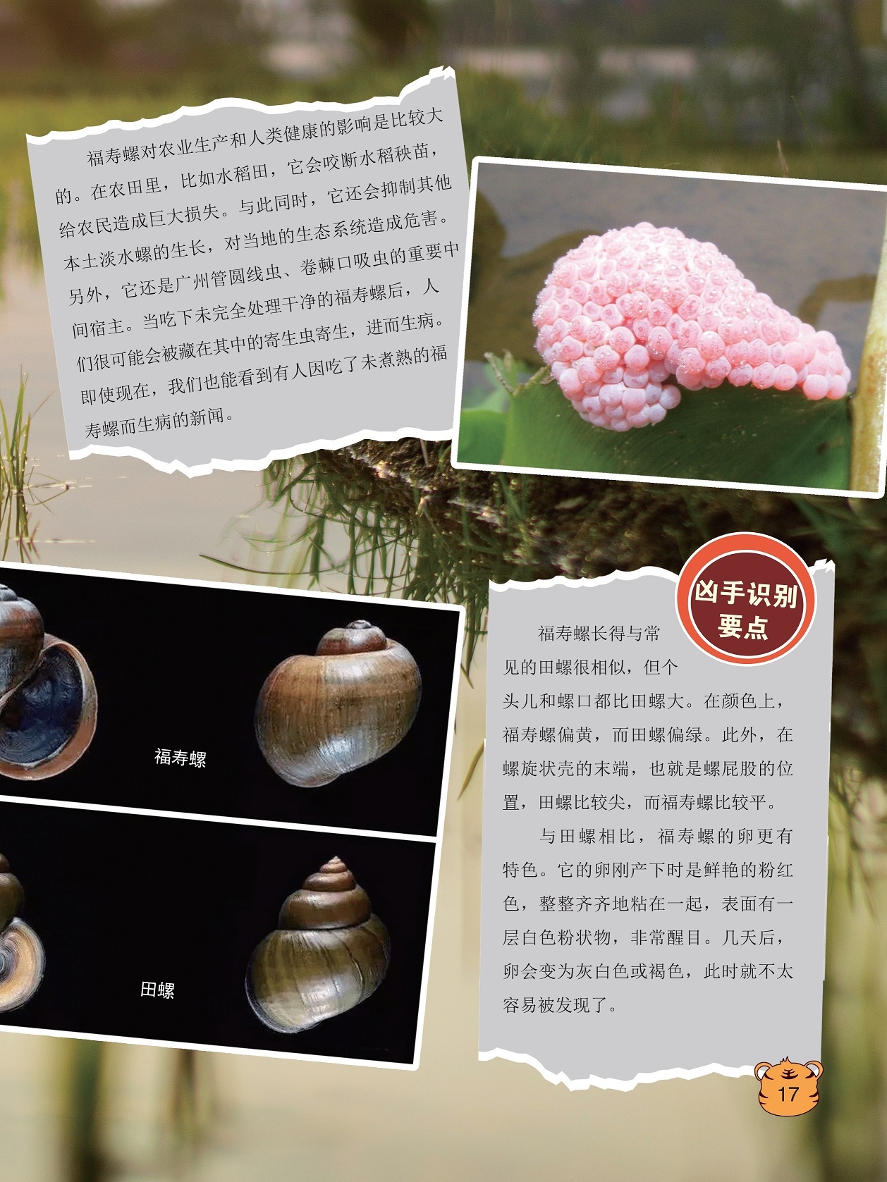 福寿螺对农业生产和人类健康的影响比较大,福寿螺长得与常见的田螺很相似
