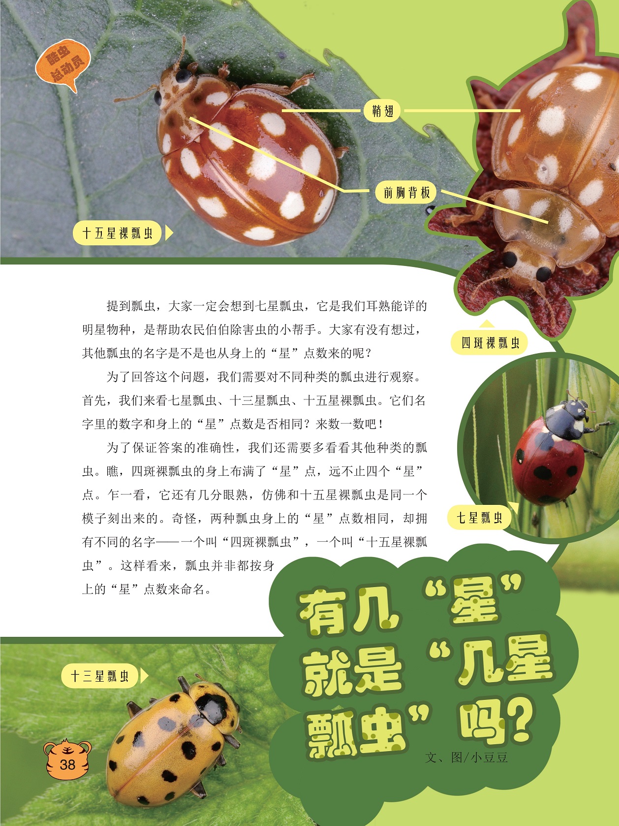 对不同种类的瓢虫进行观察,多看看其他种类的瓢虫