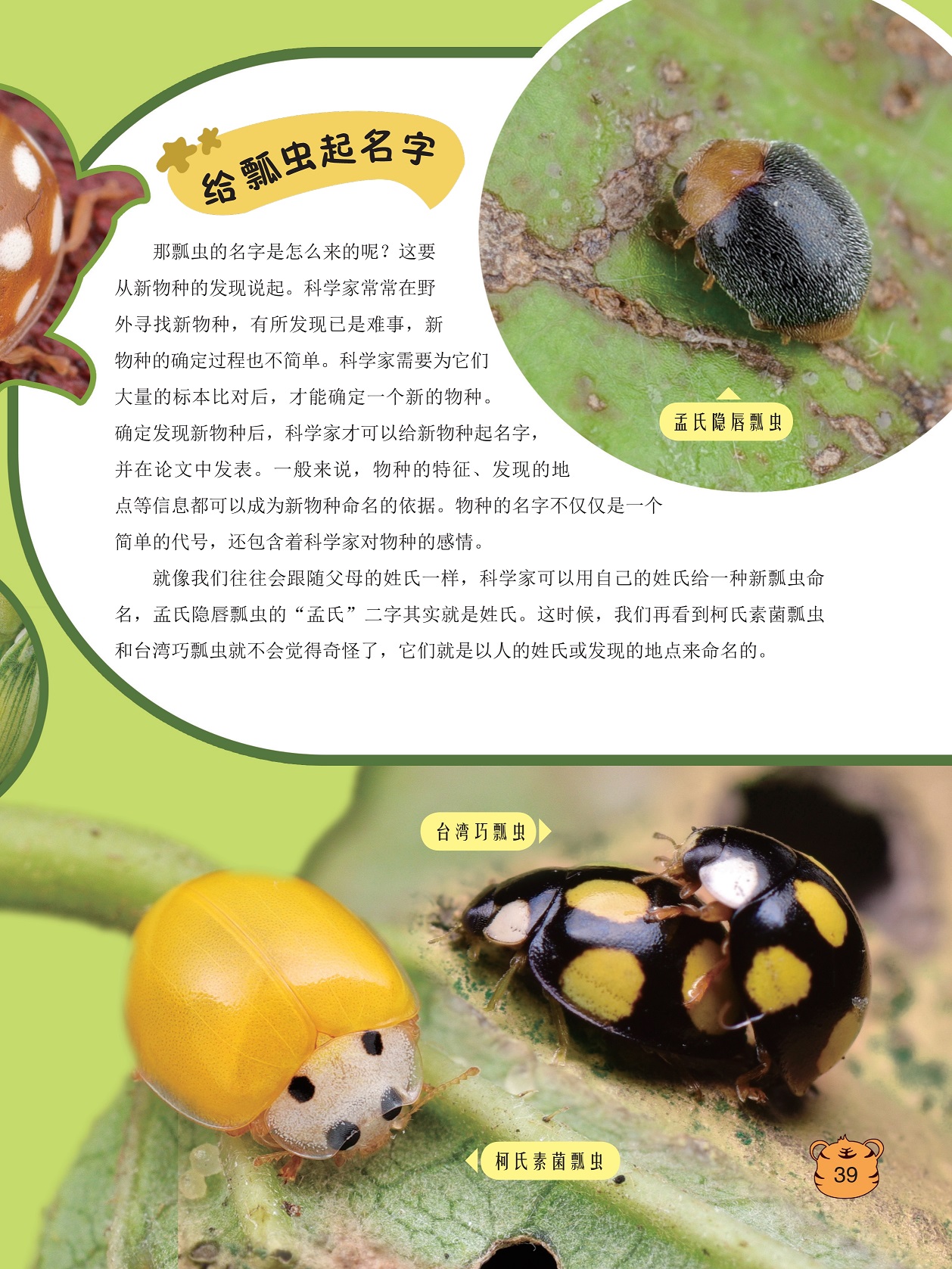 瓢虫的名字是怎么来的,新物种命名的依据