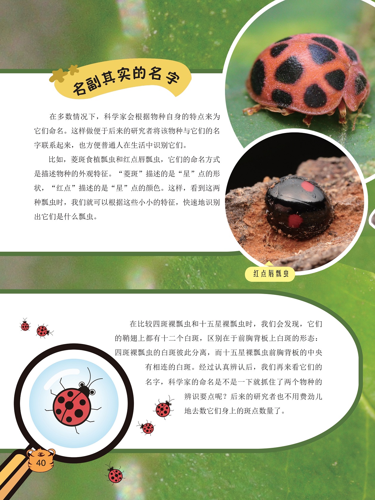 比较四斑裸瓢虫和十五星裸瓢虫,科学家会根据物种自身的特点来命名