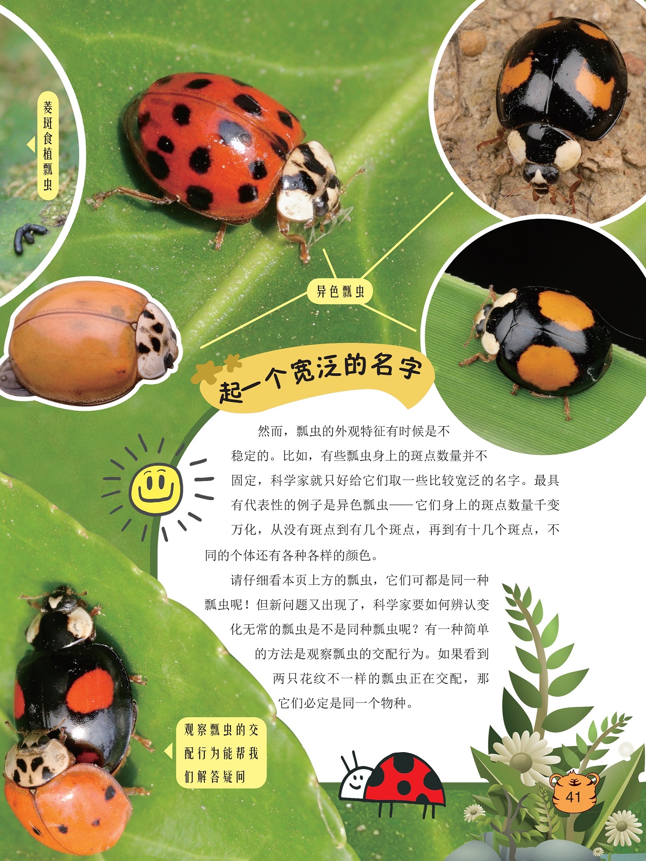 瓢虫的外观特征有时候是不稳定的,两只花纹不一样的瓢虫交配