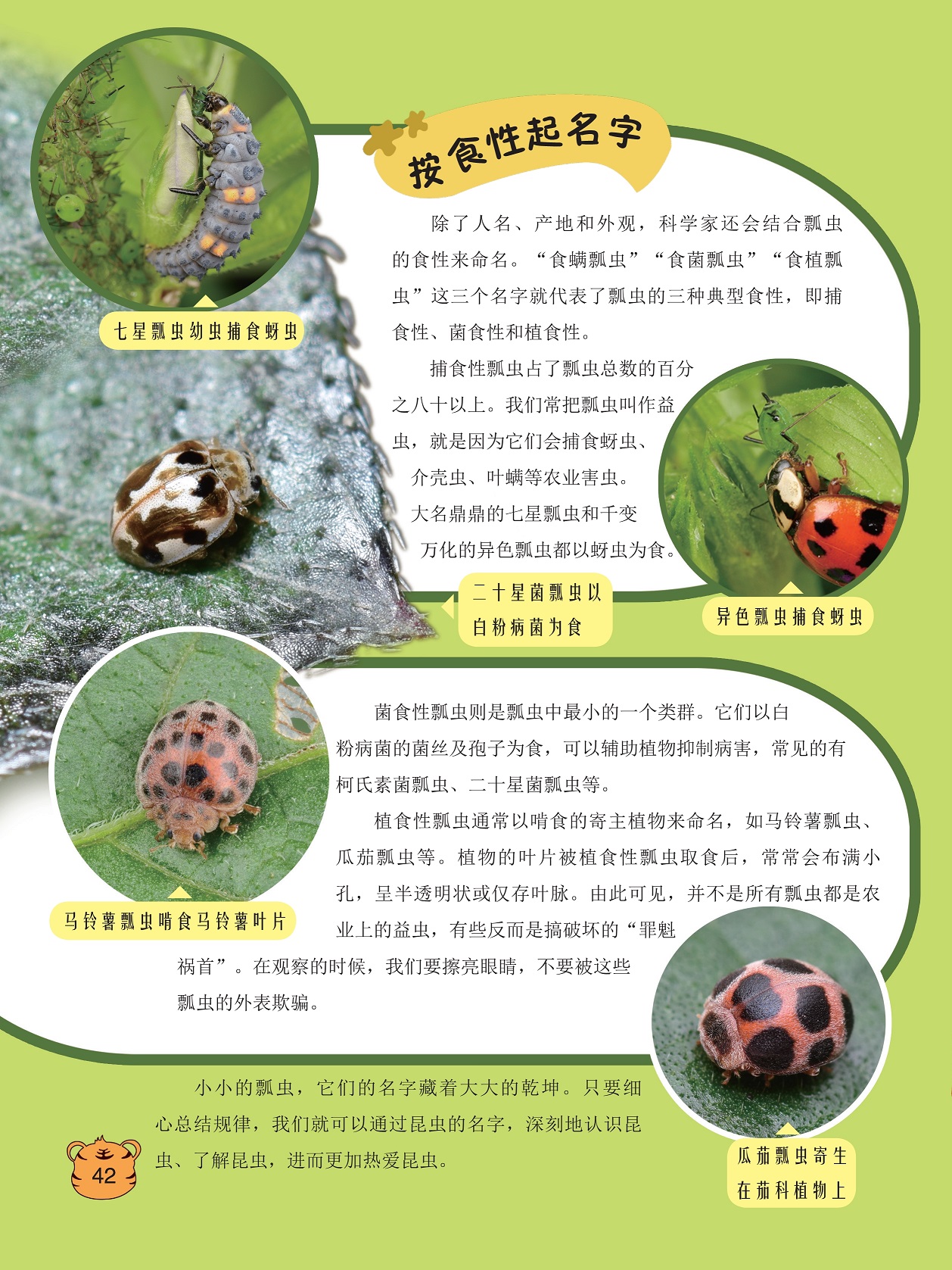 科学家还会结合瓢虫的食性来命名,捕食性瓢虫占了瓢虫总数的百分之八十以上