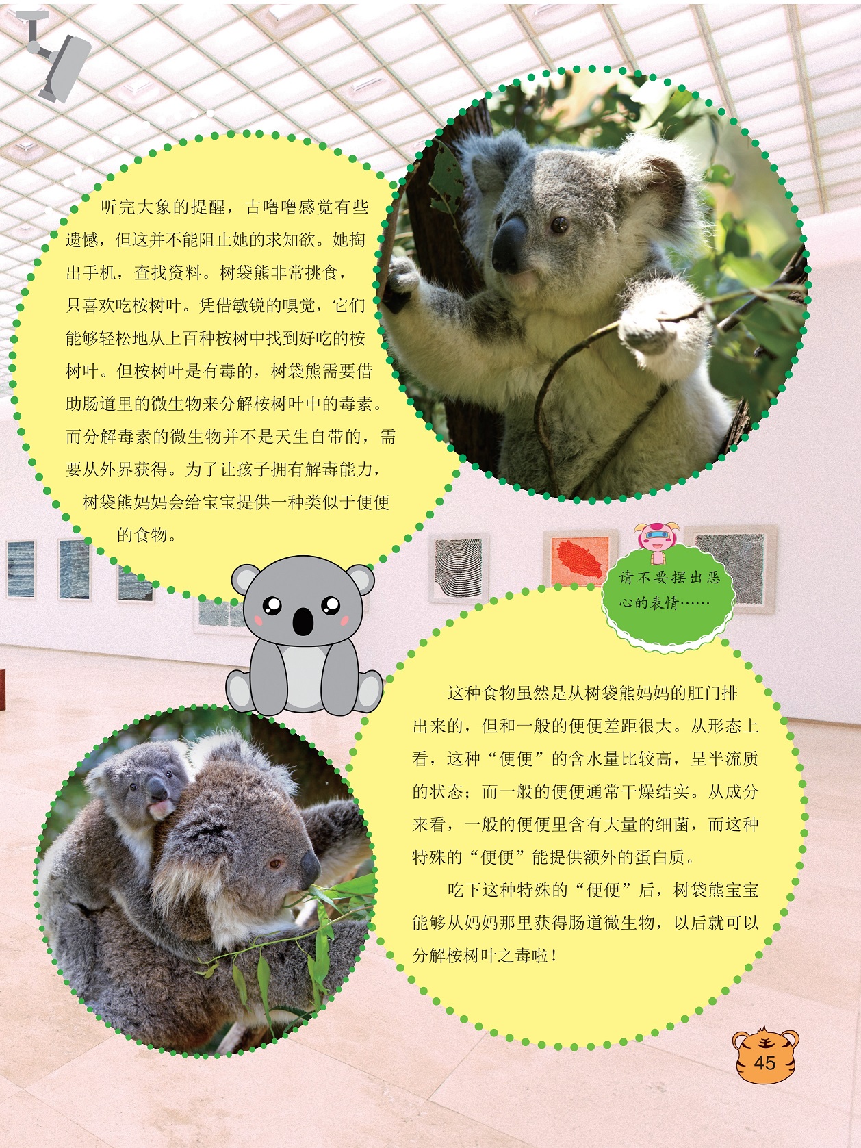 树袋熊非常挑食,树袋熊宝宝能够从妈妈那里获得肠道微生物