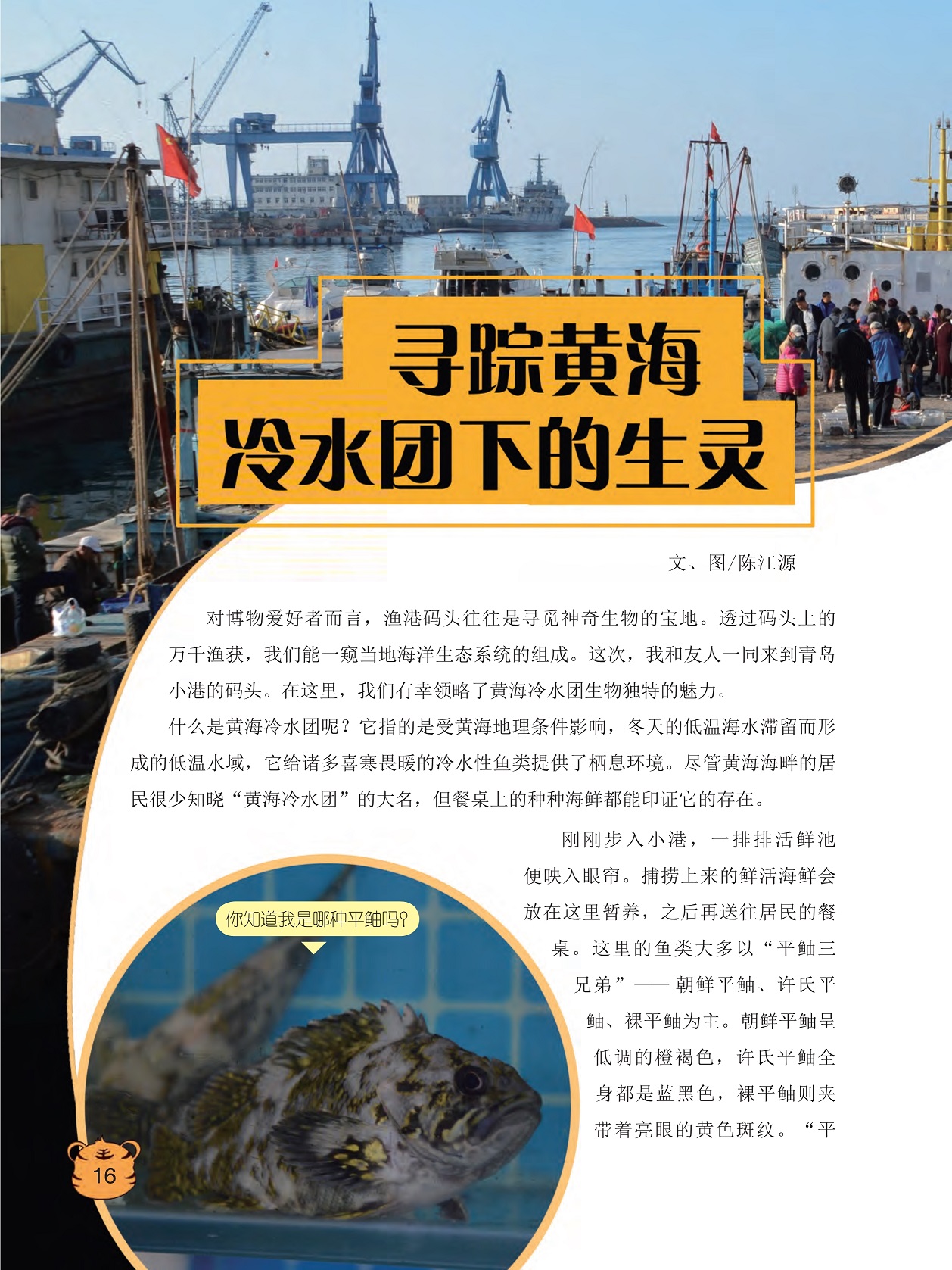 海洋生态系统的组成,黄海冷水团生物独特的魅力